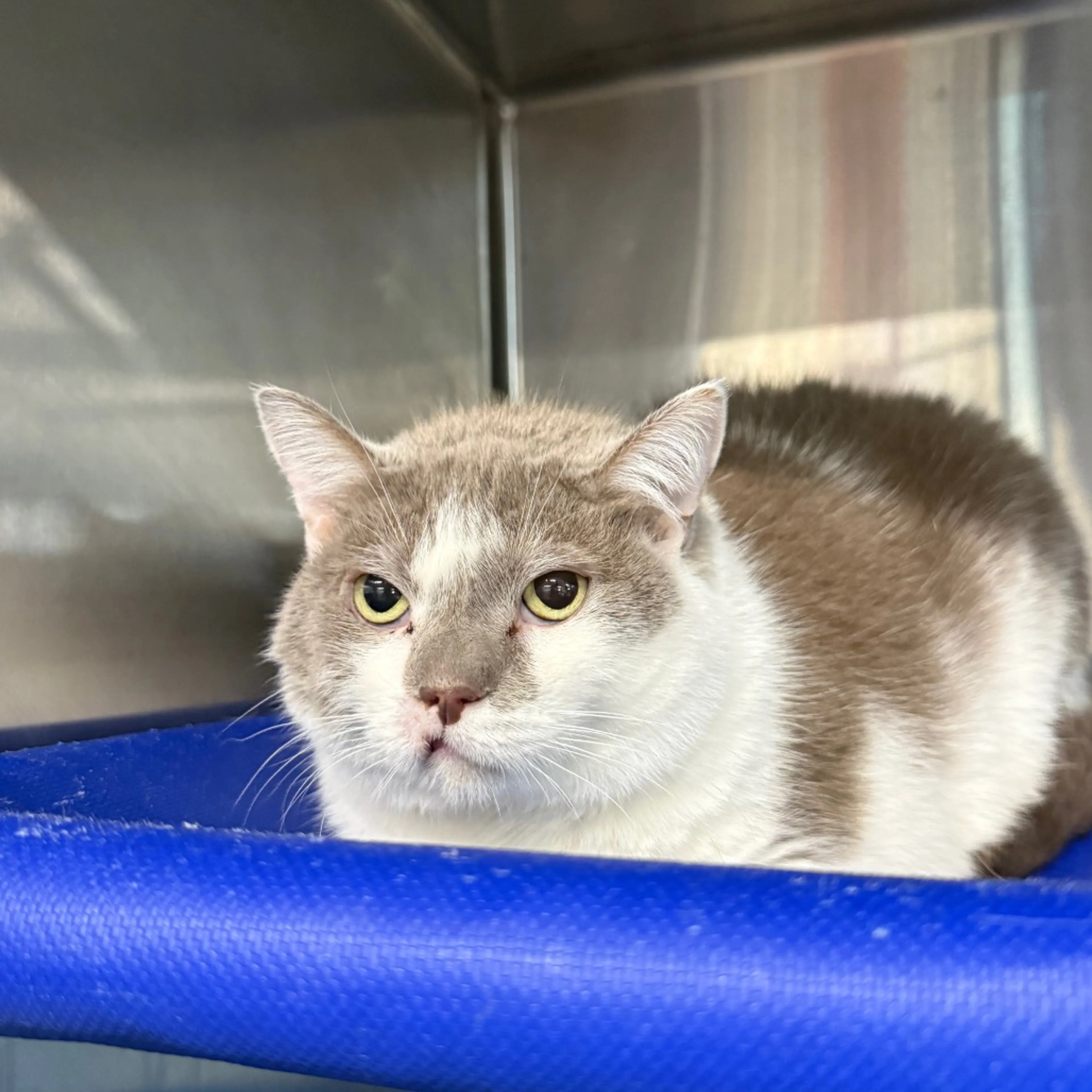 Found pet-3