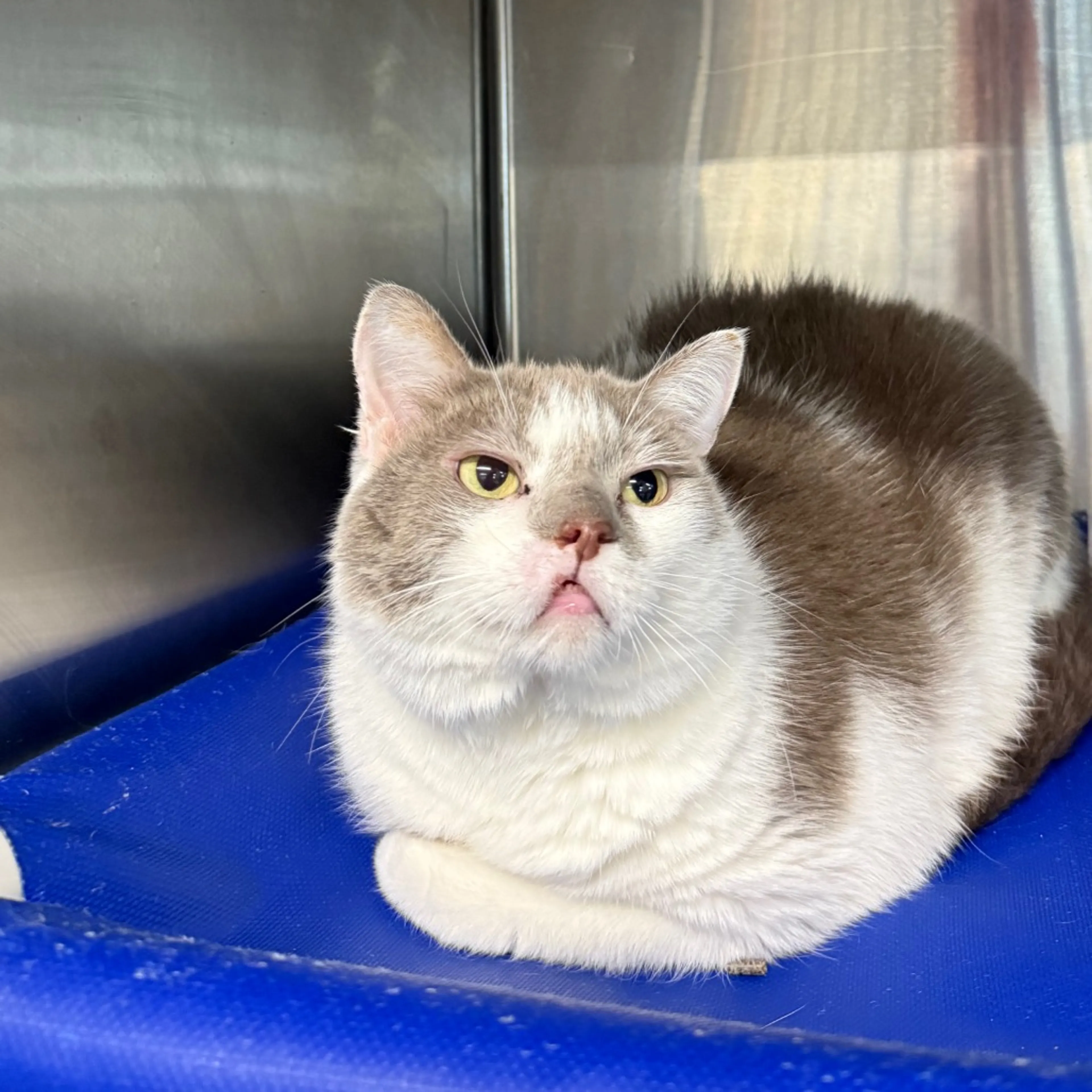 Found pet-4
