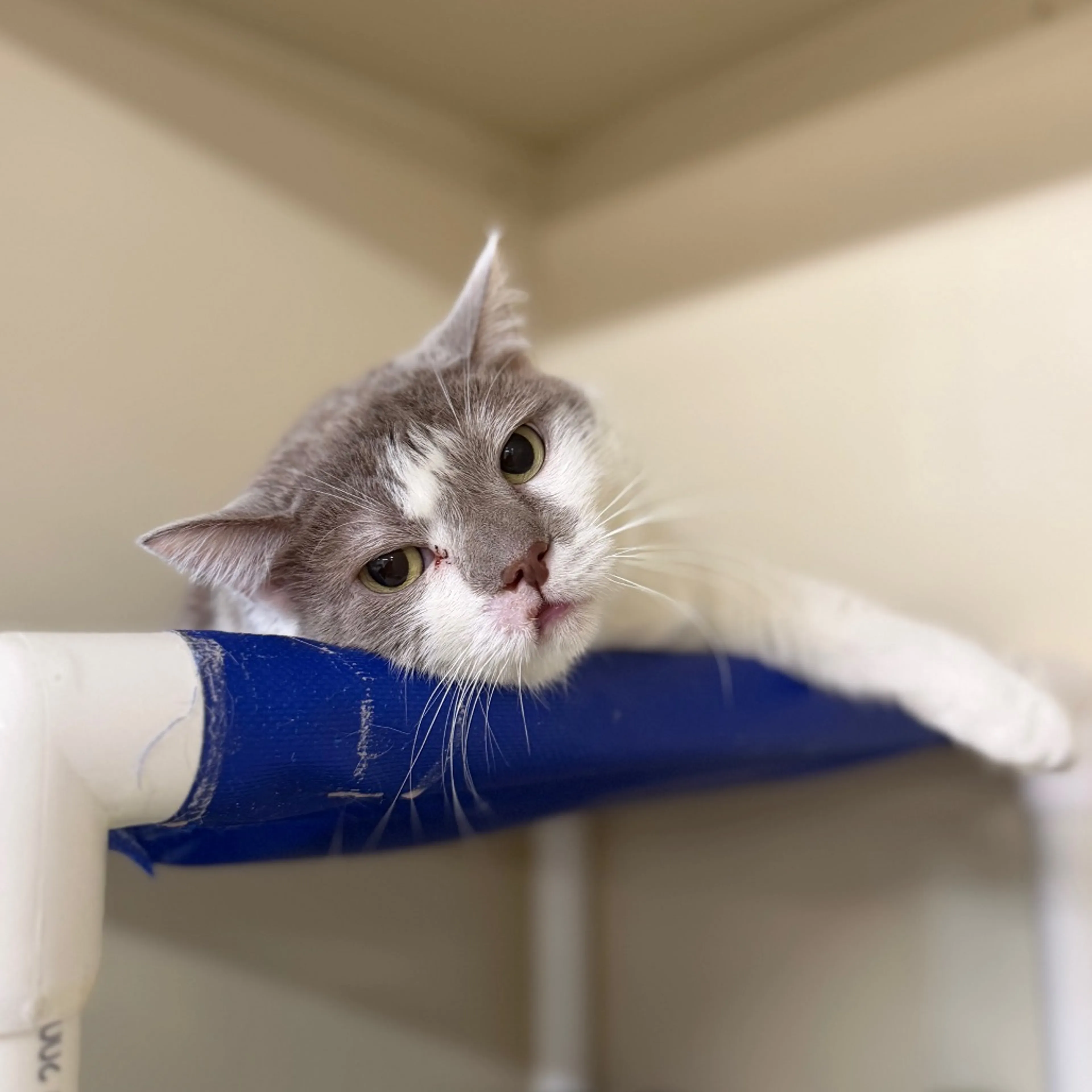 Found pet-0