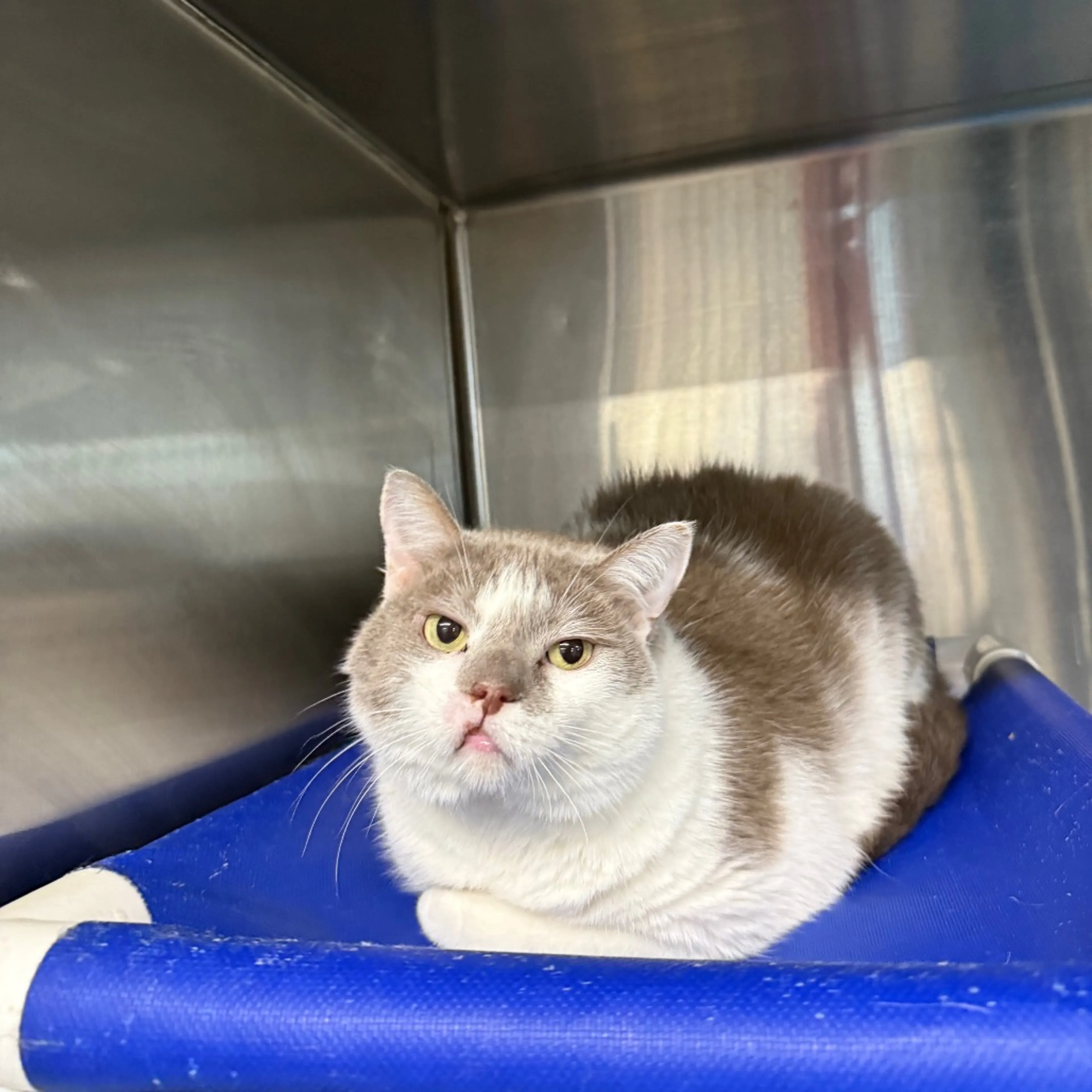 Found pet-2