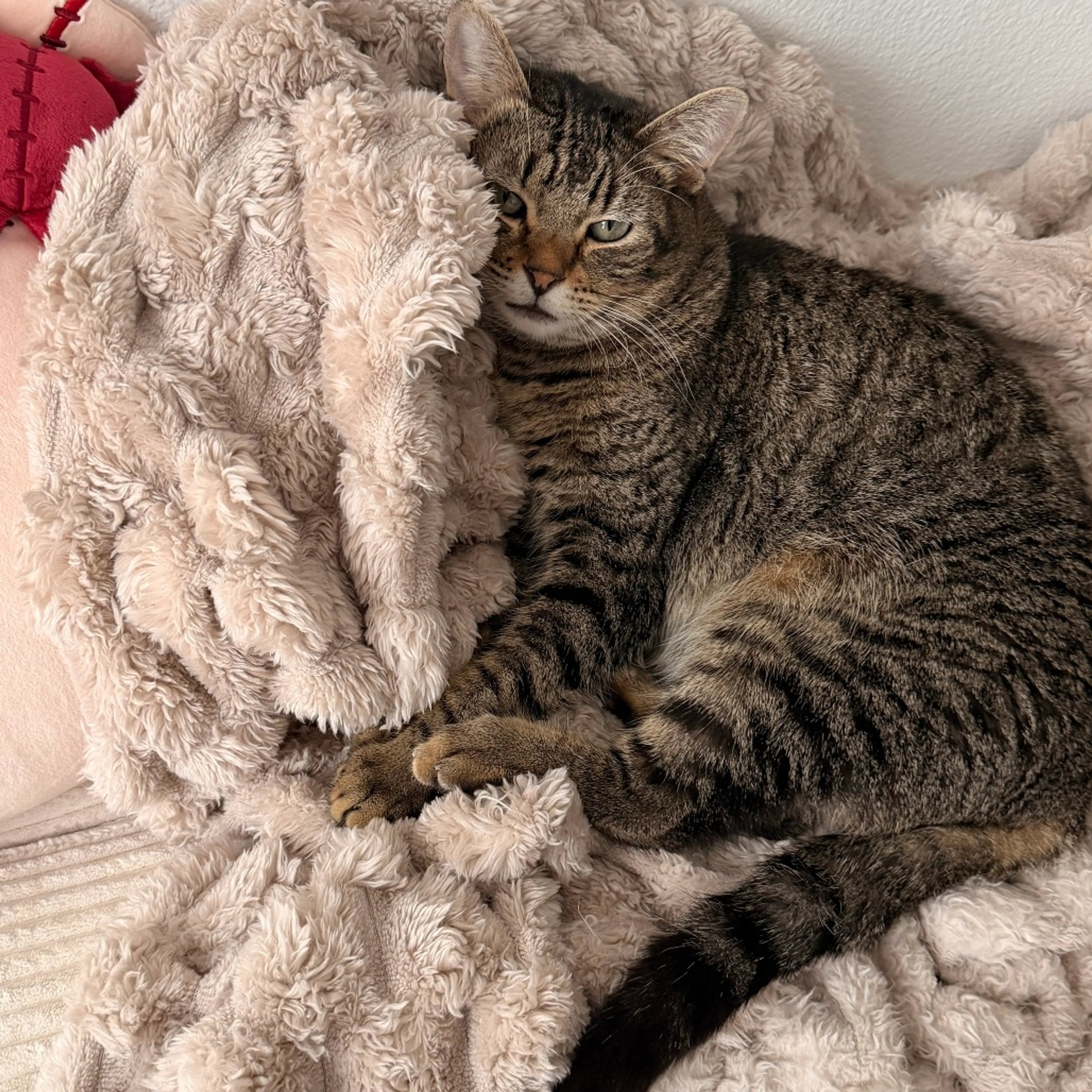 Found pet-8