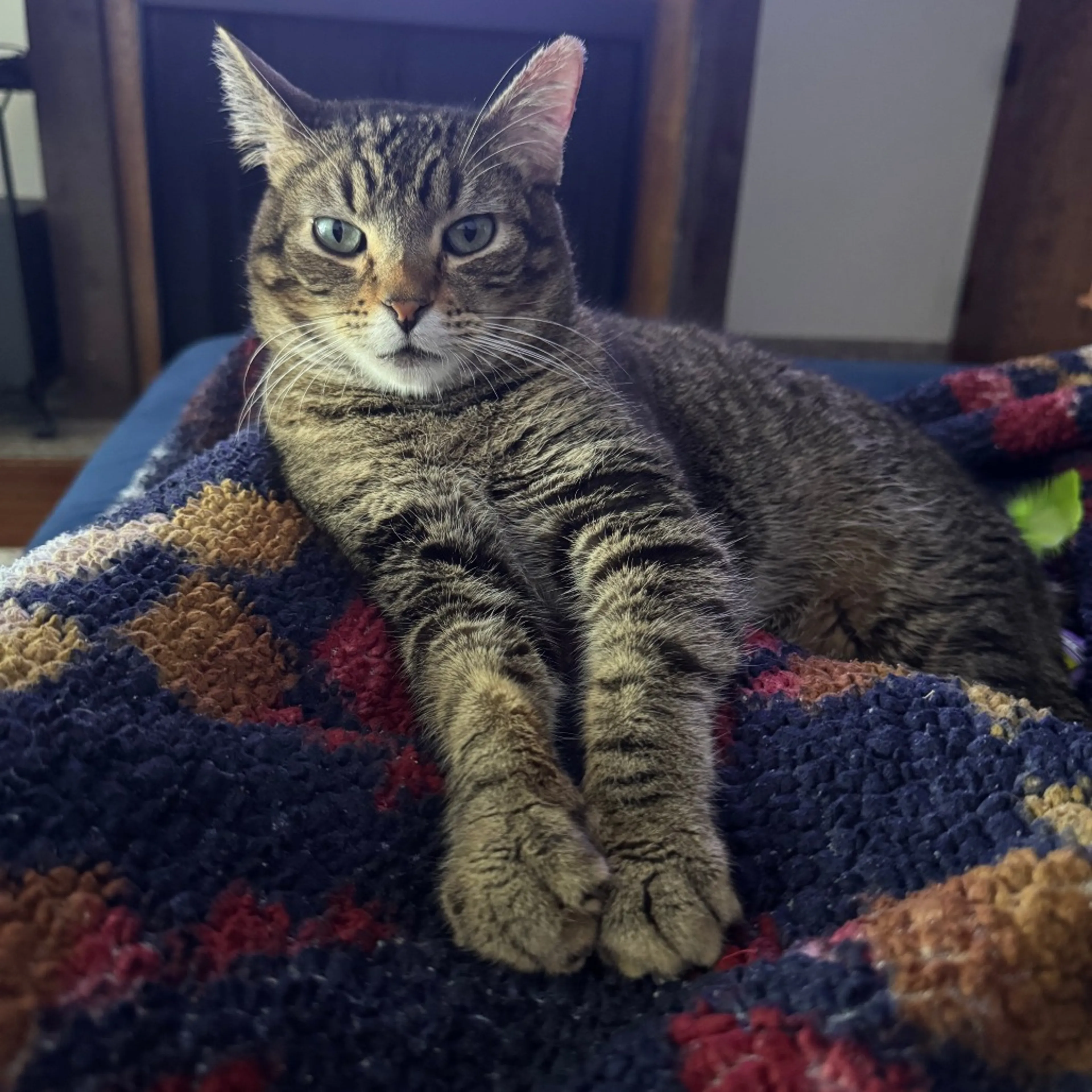 Found pet-11