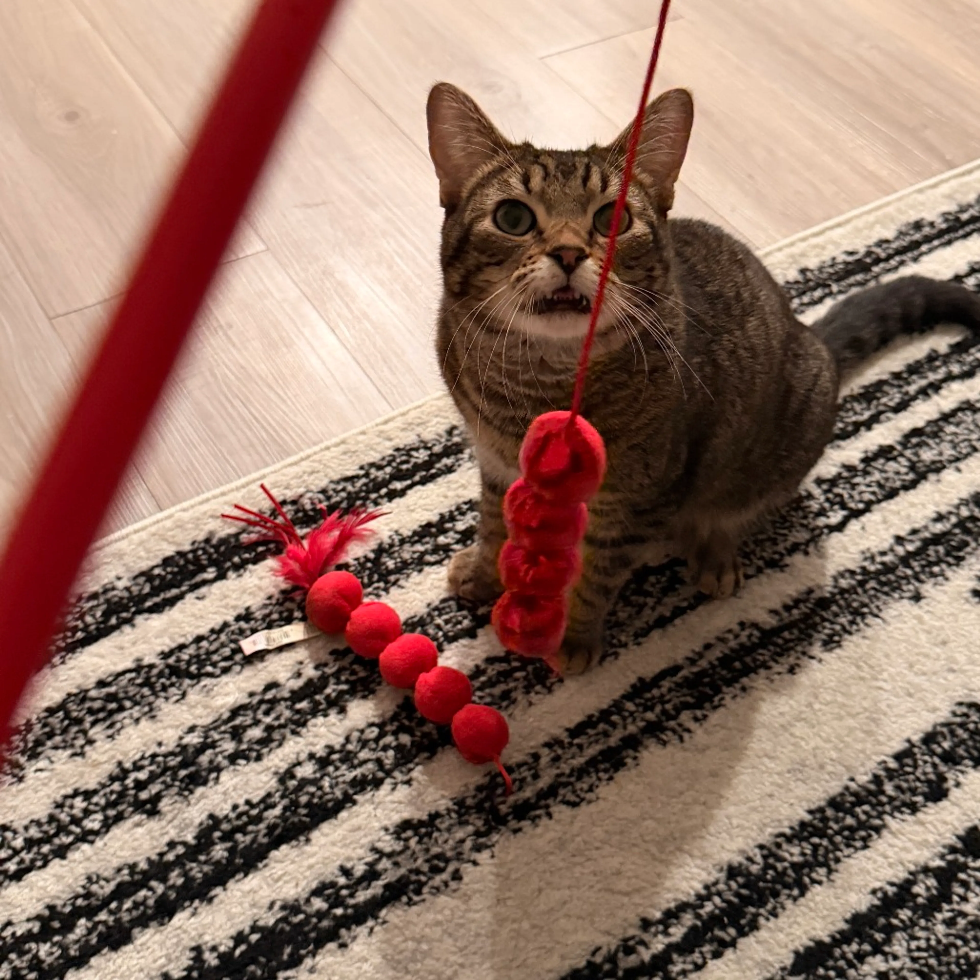 Found pet-9
