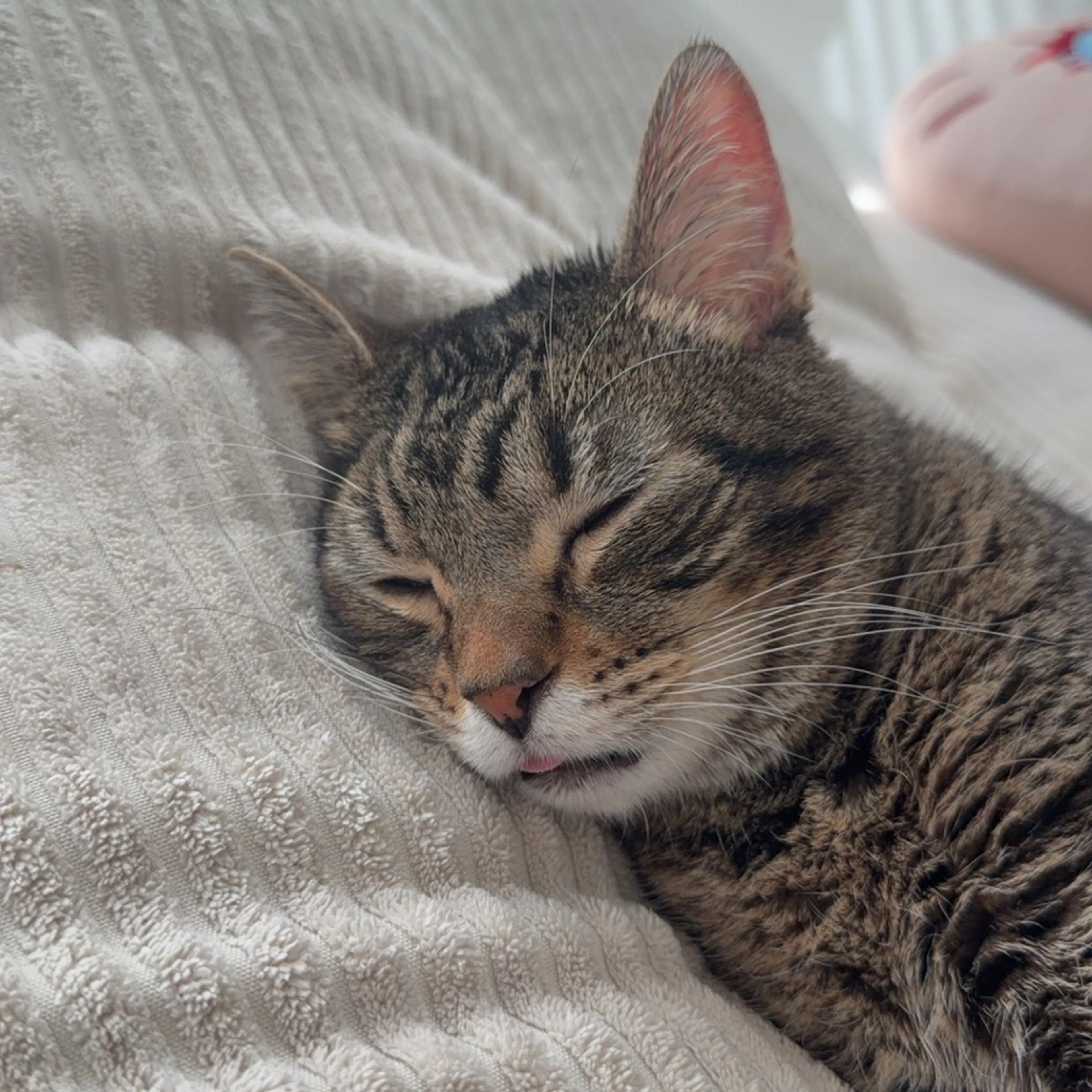 Found pet-7