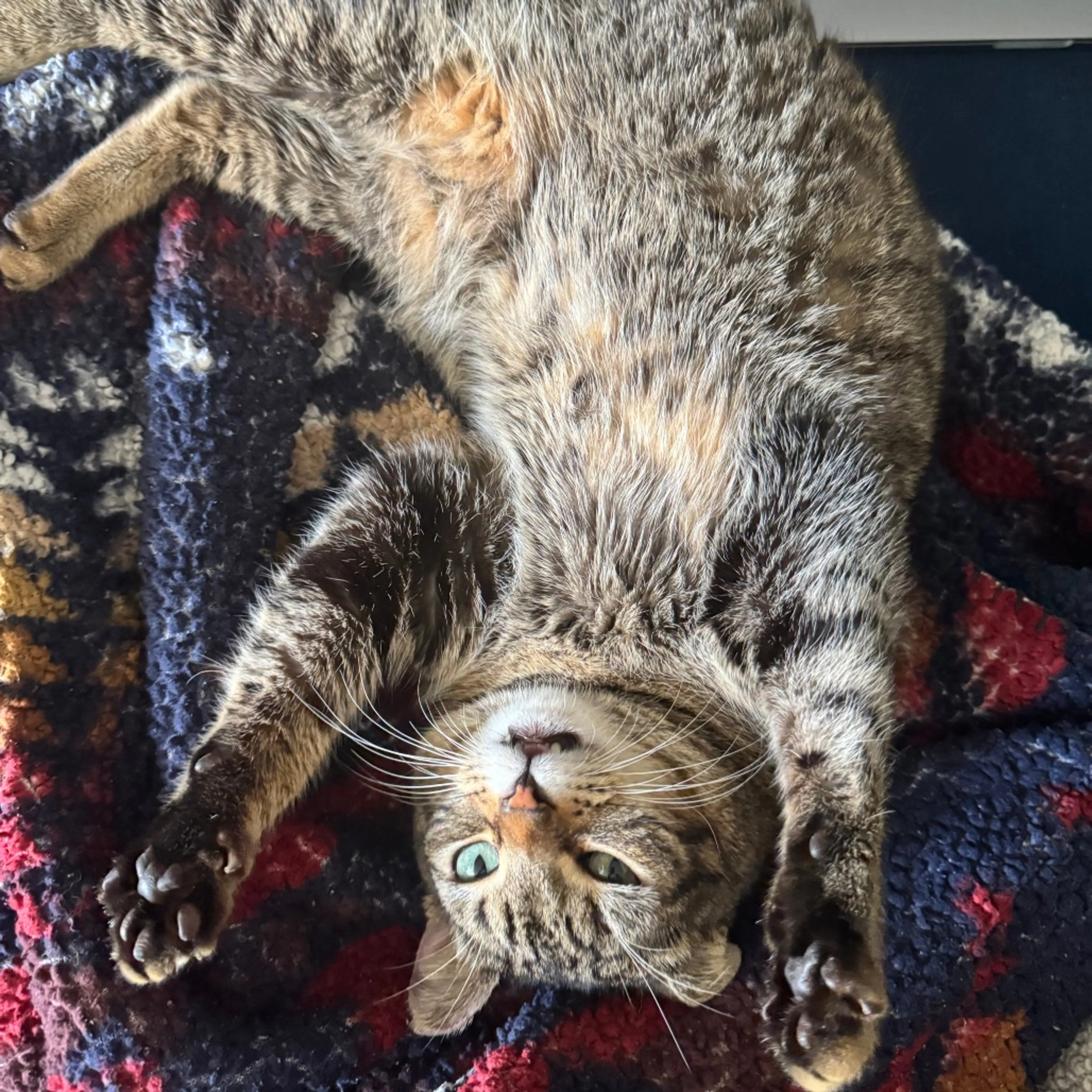 Found pet-10