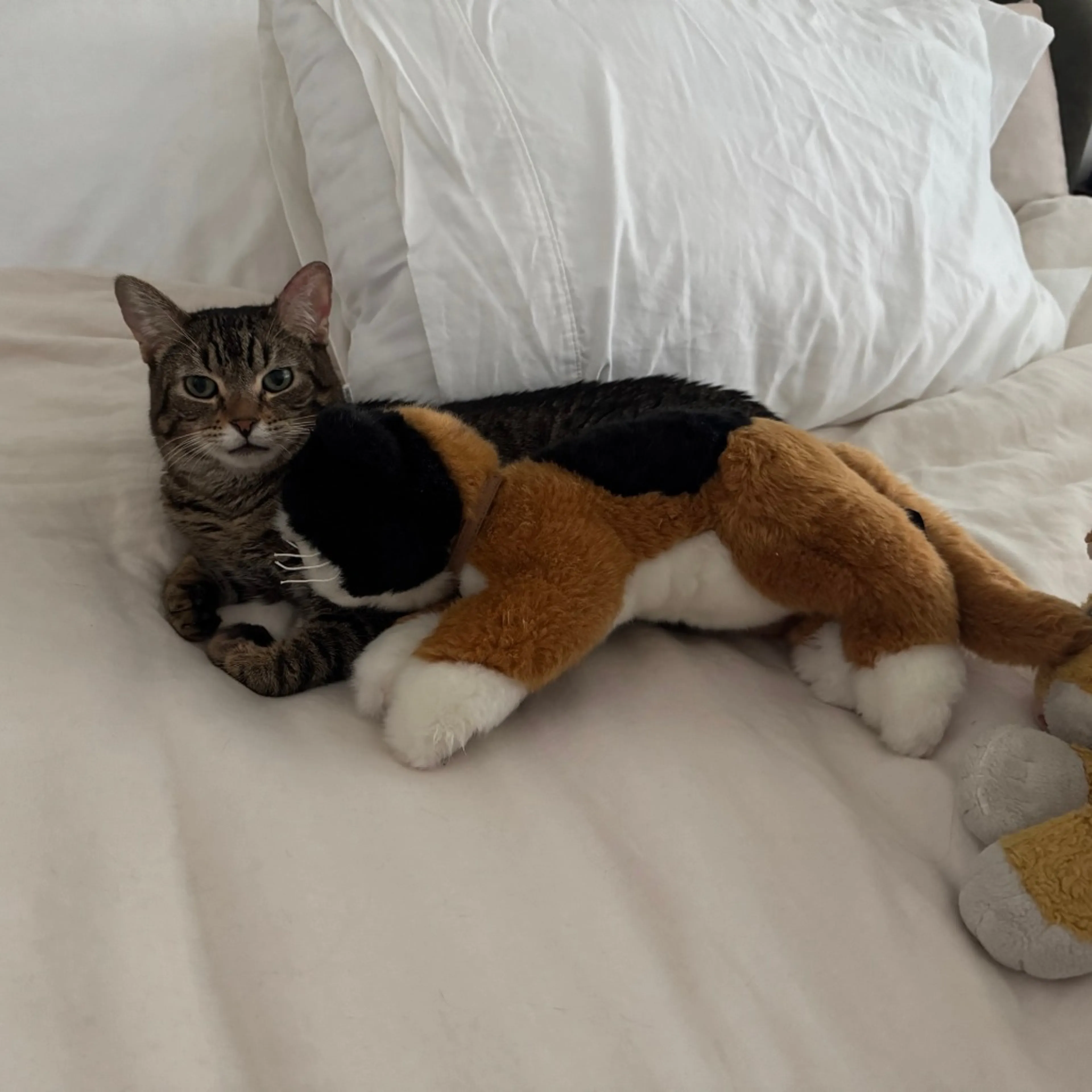 Found pet-14