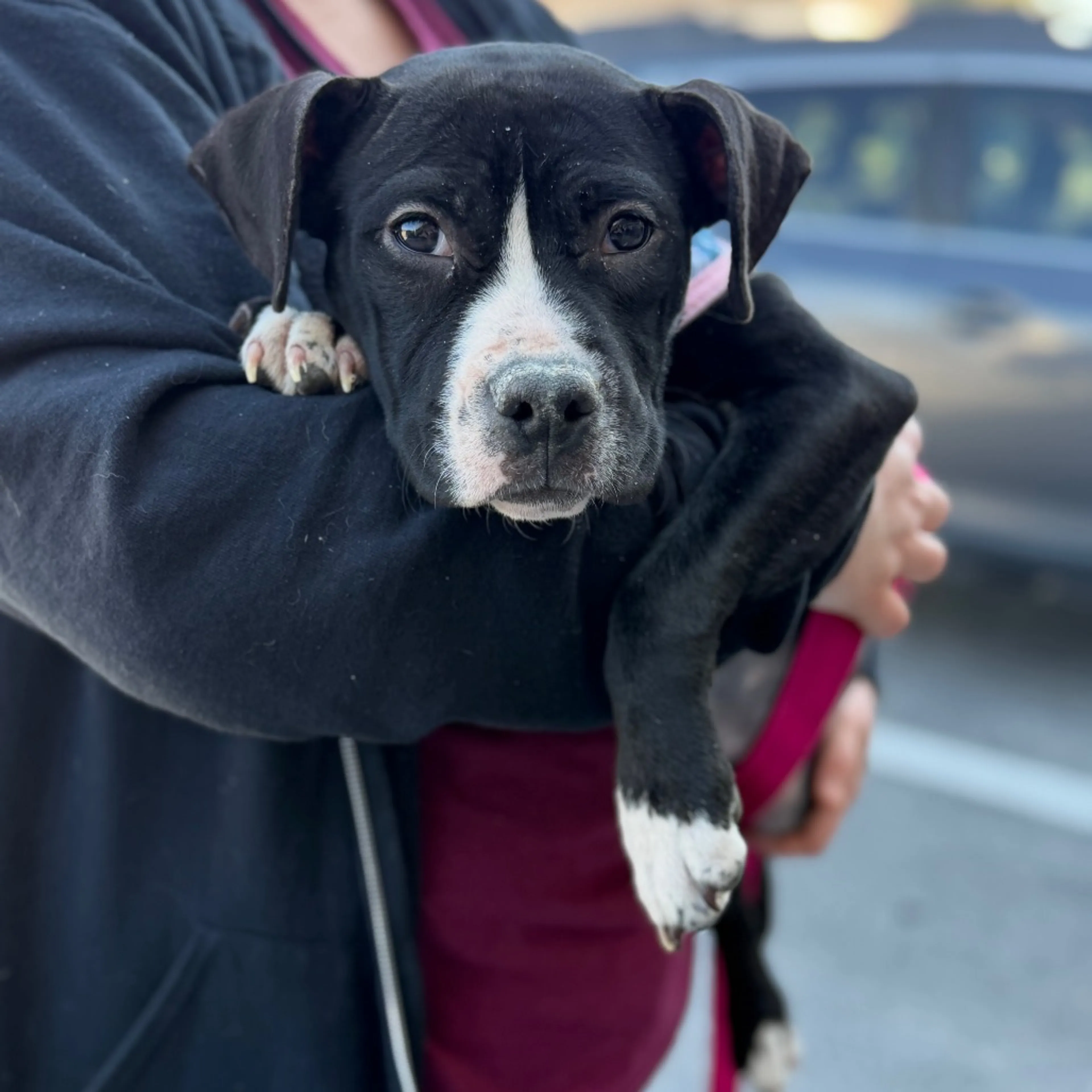 Found pet-1