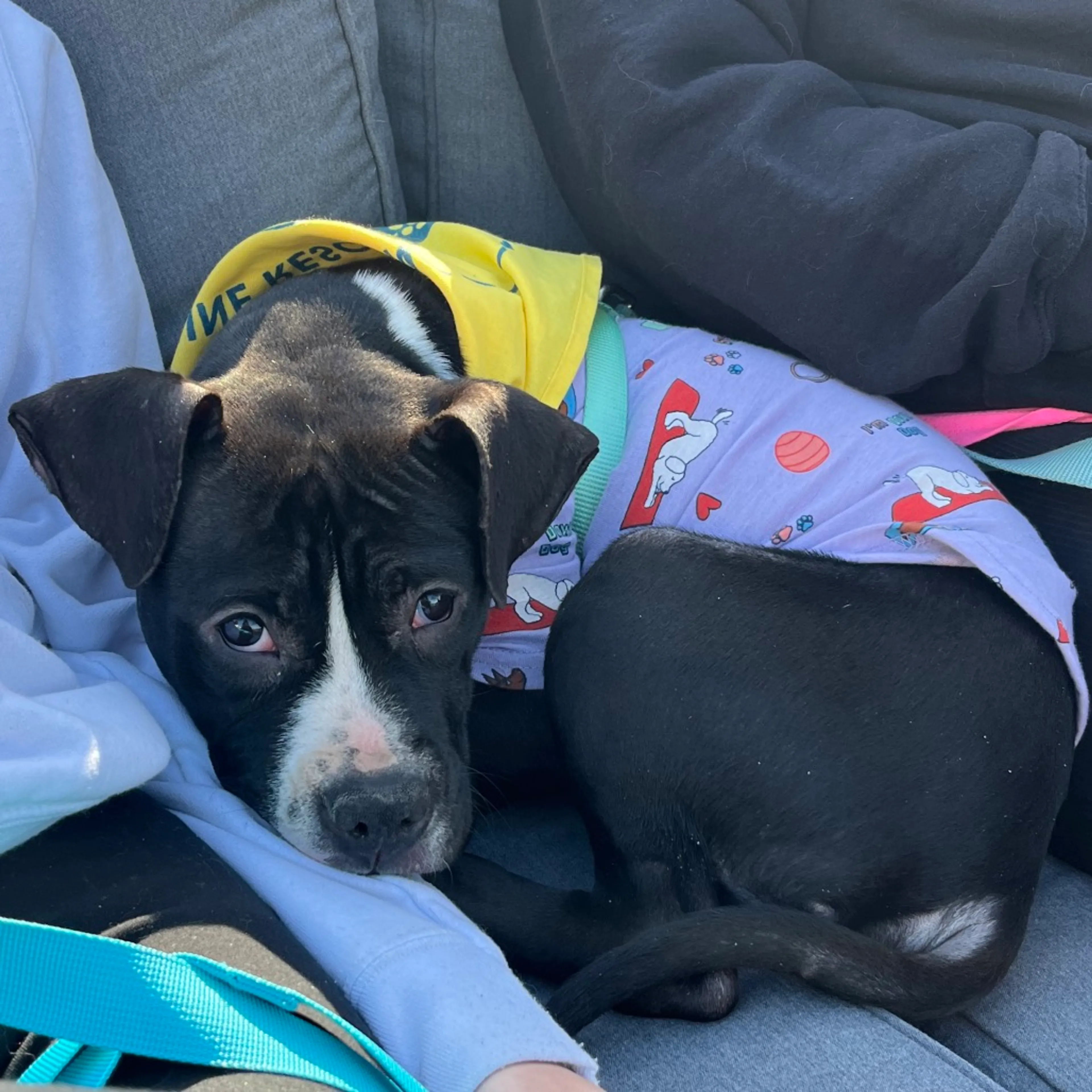 Found pet-3