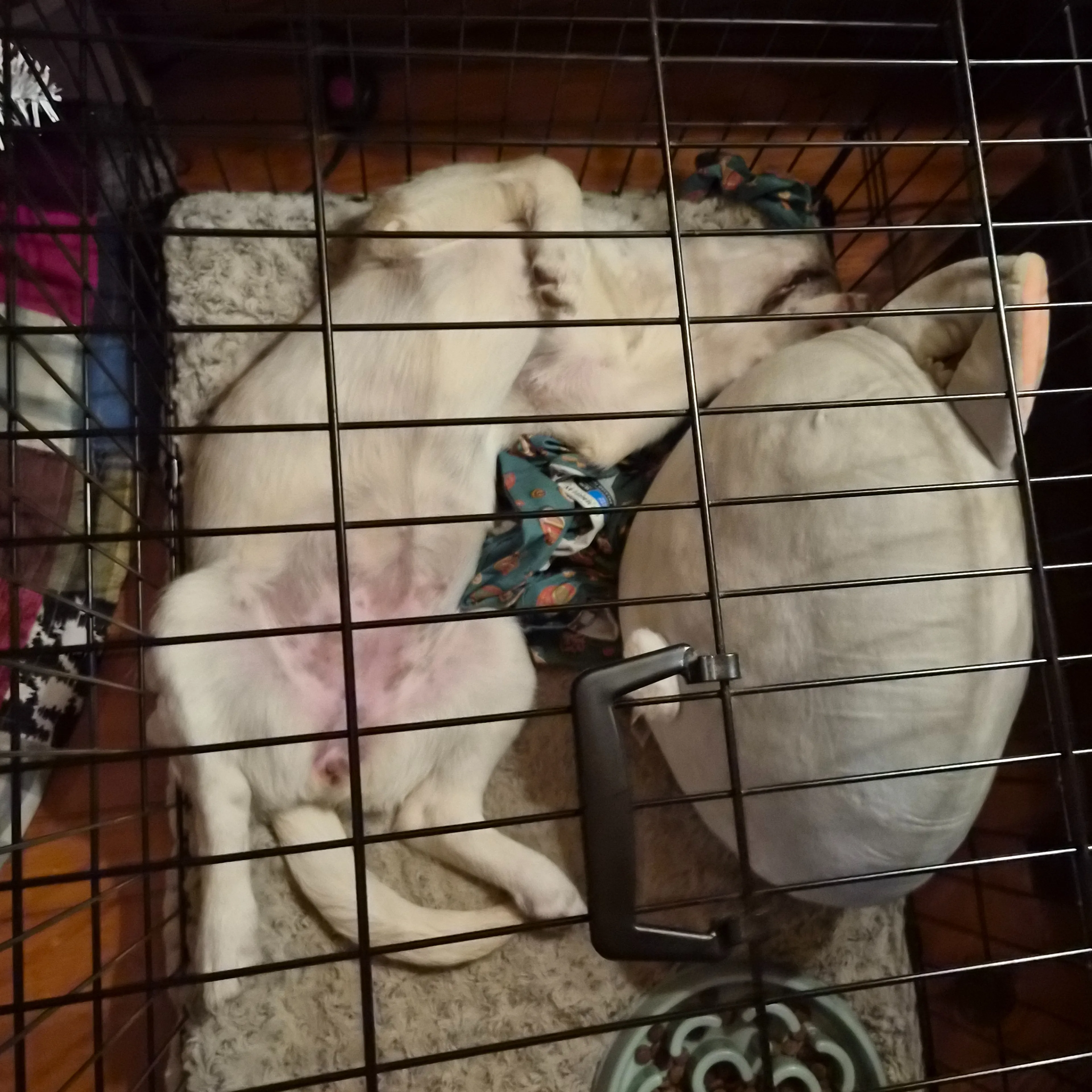 Found pet-2