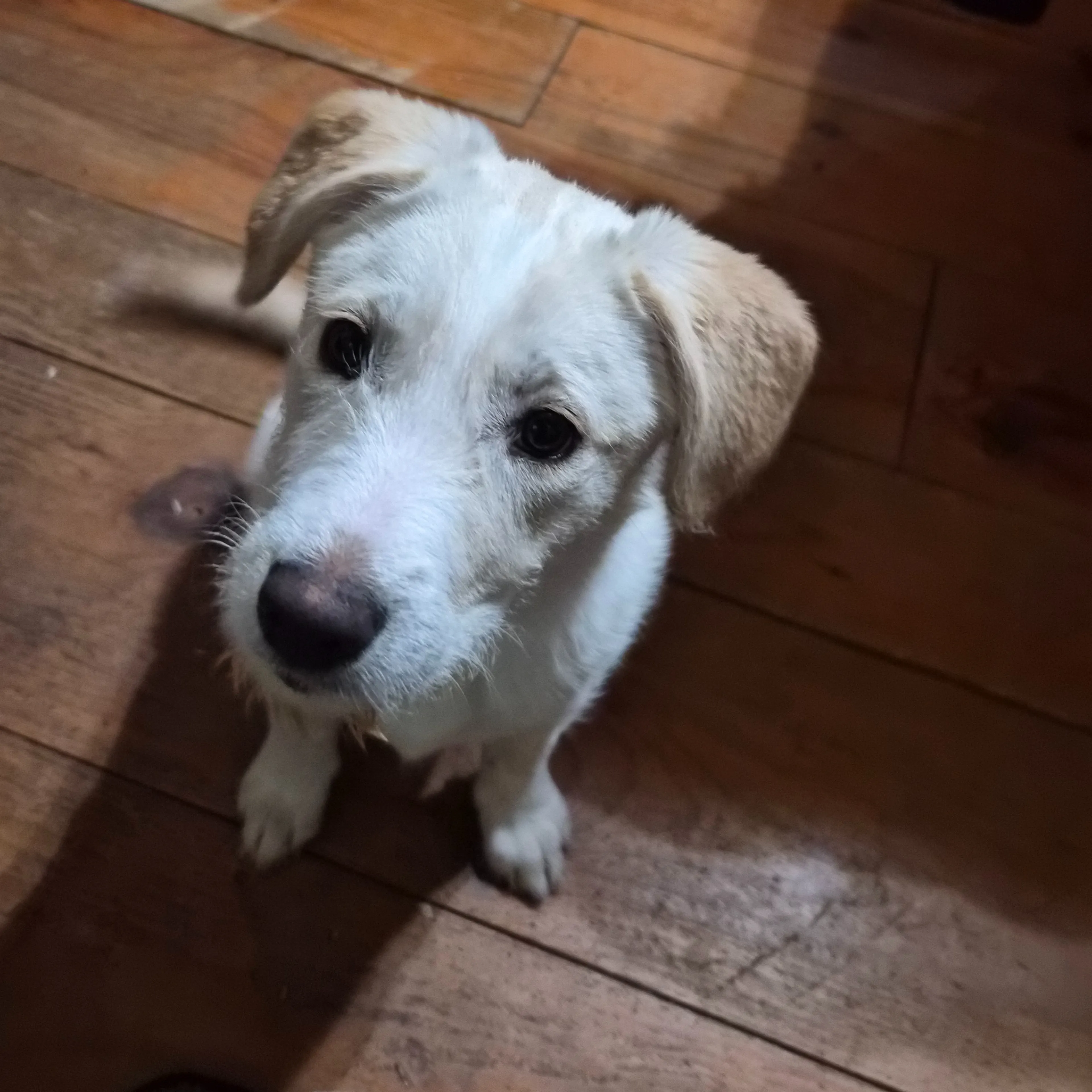 Found pet-1