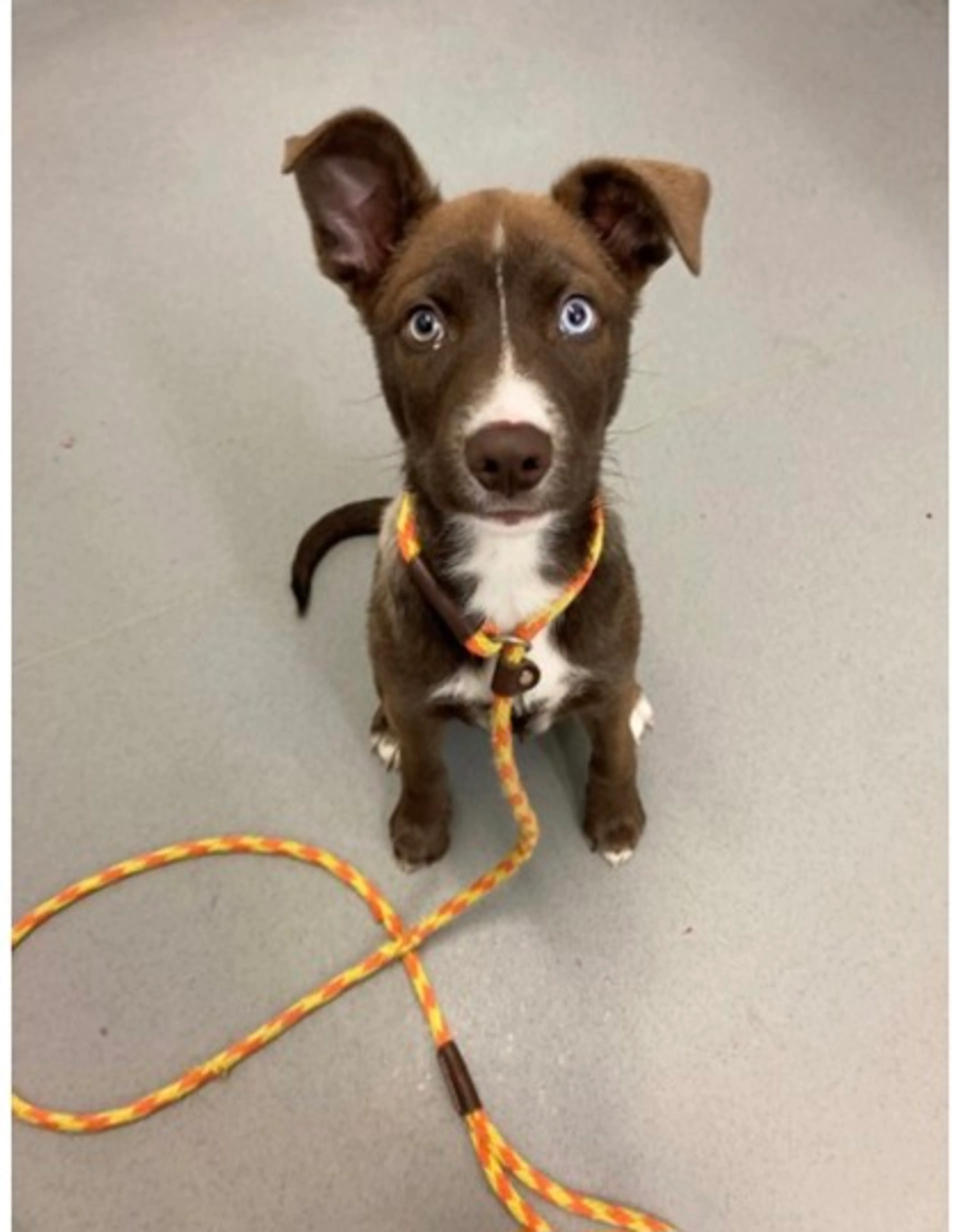 Found pet-1