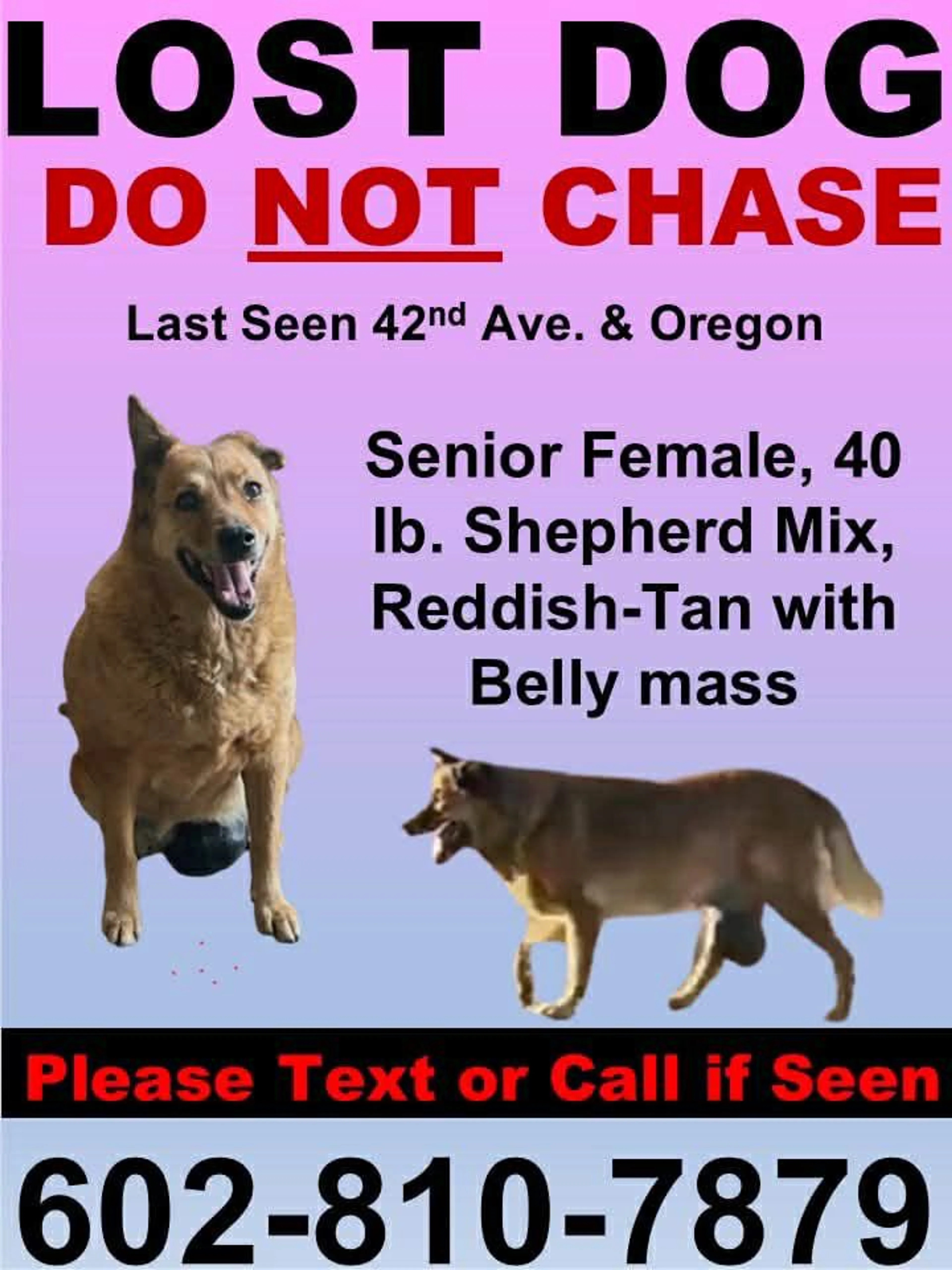 Lost pet
