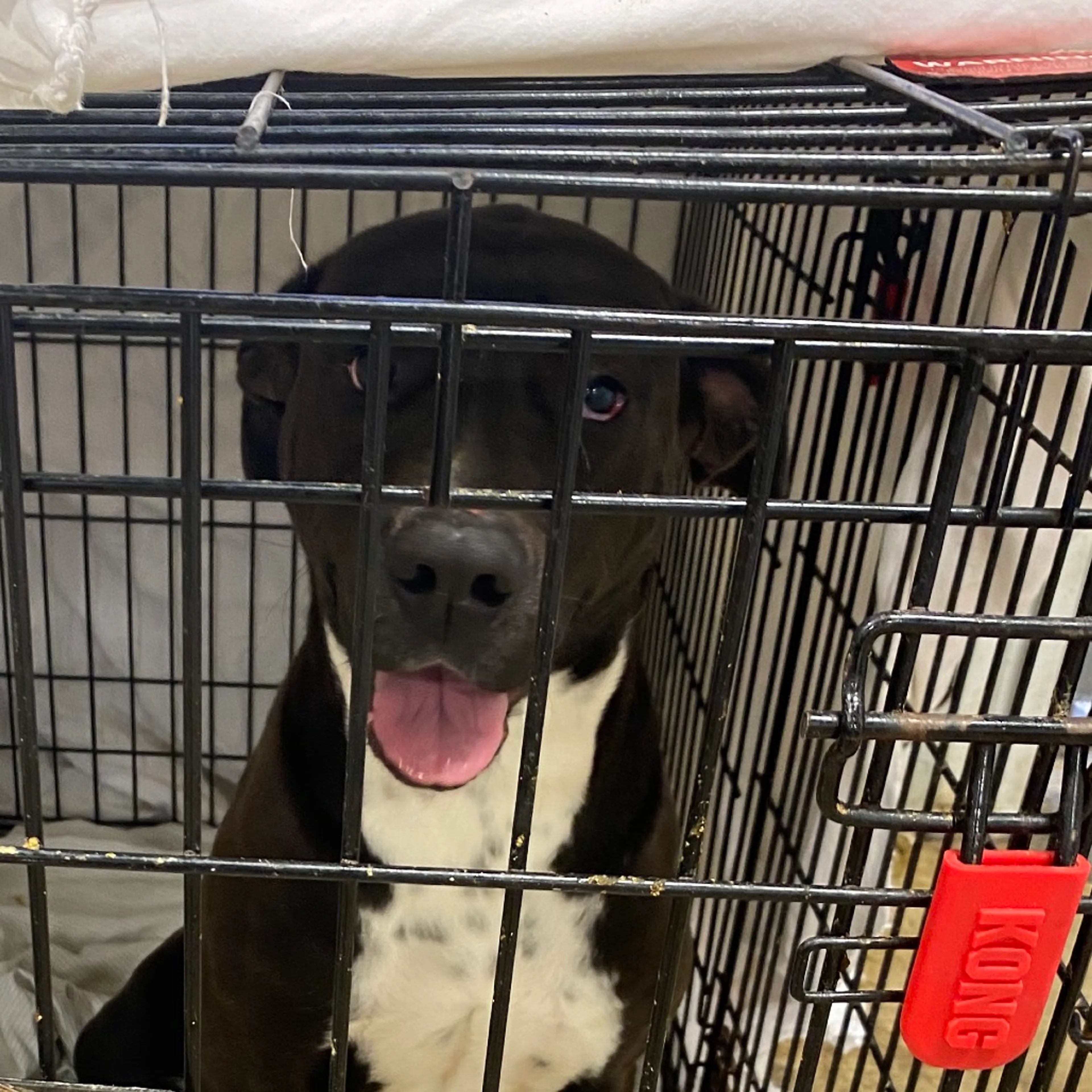 Found pet-2