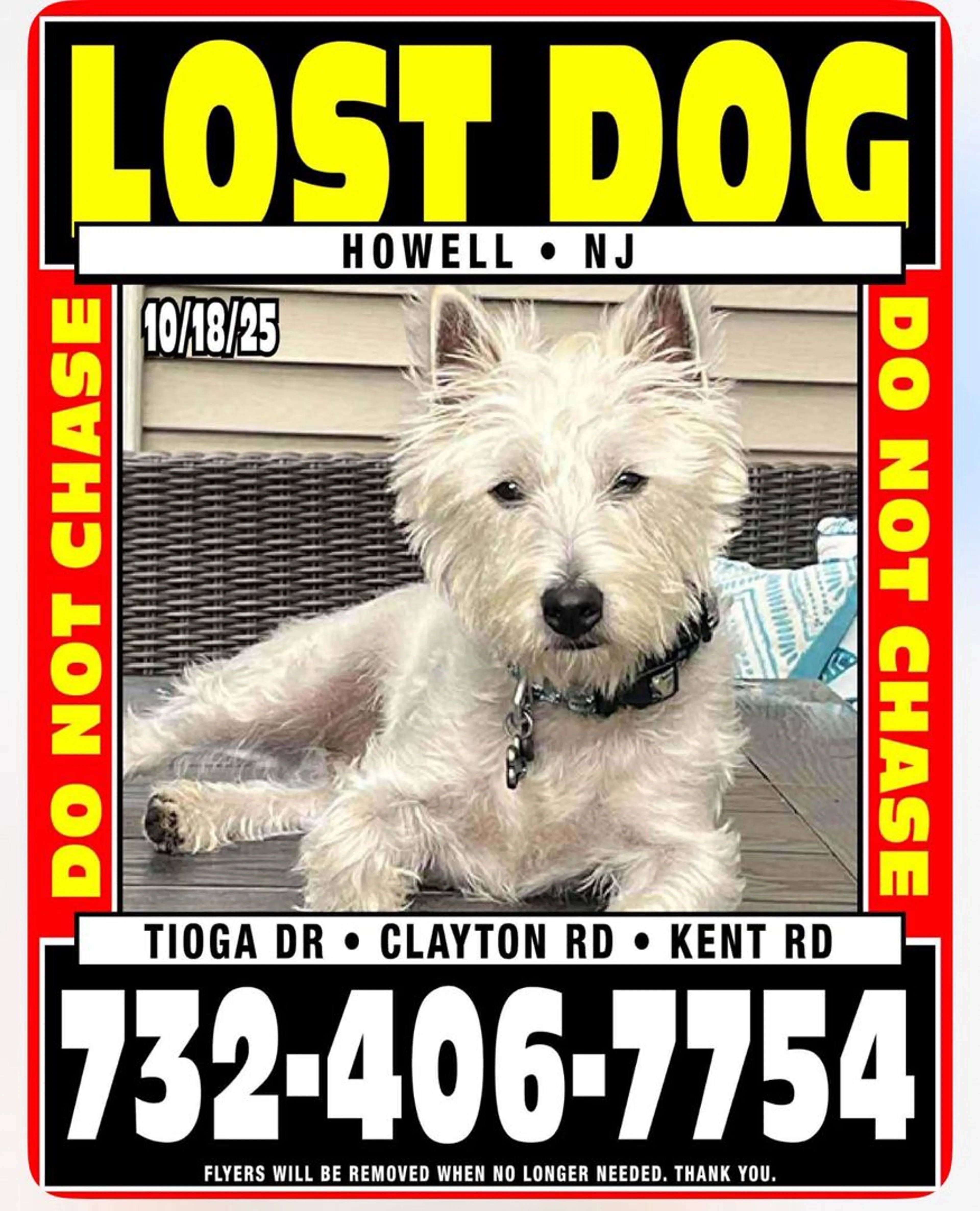 Lost pet