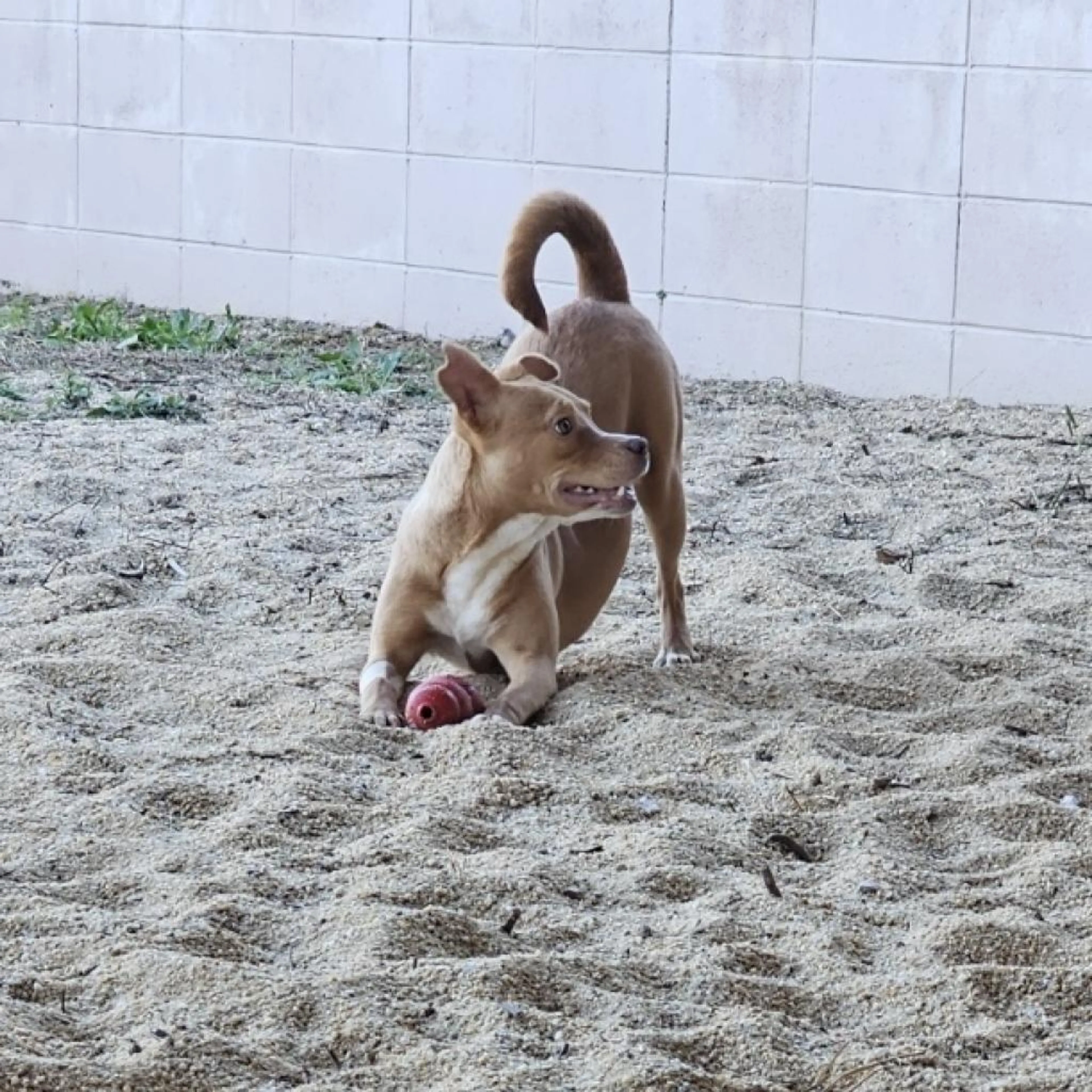 Found pet-1