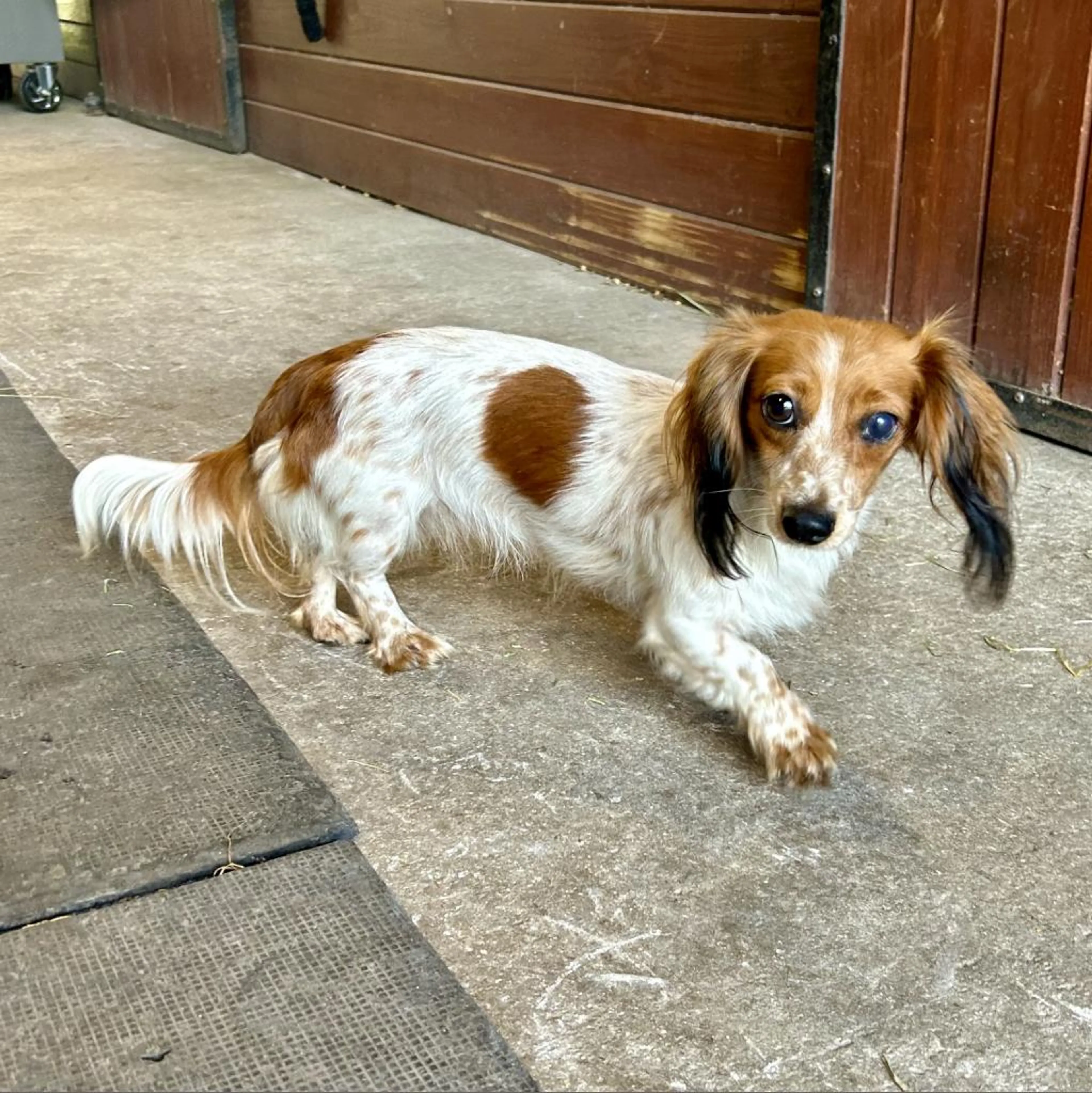 Found pet