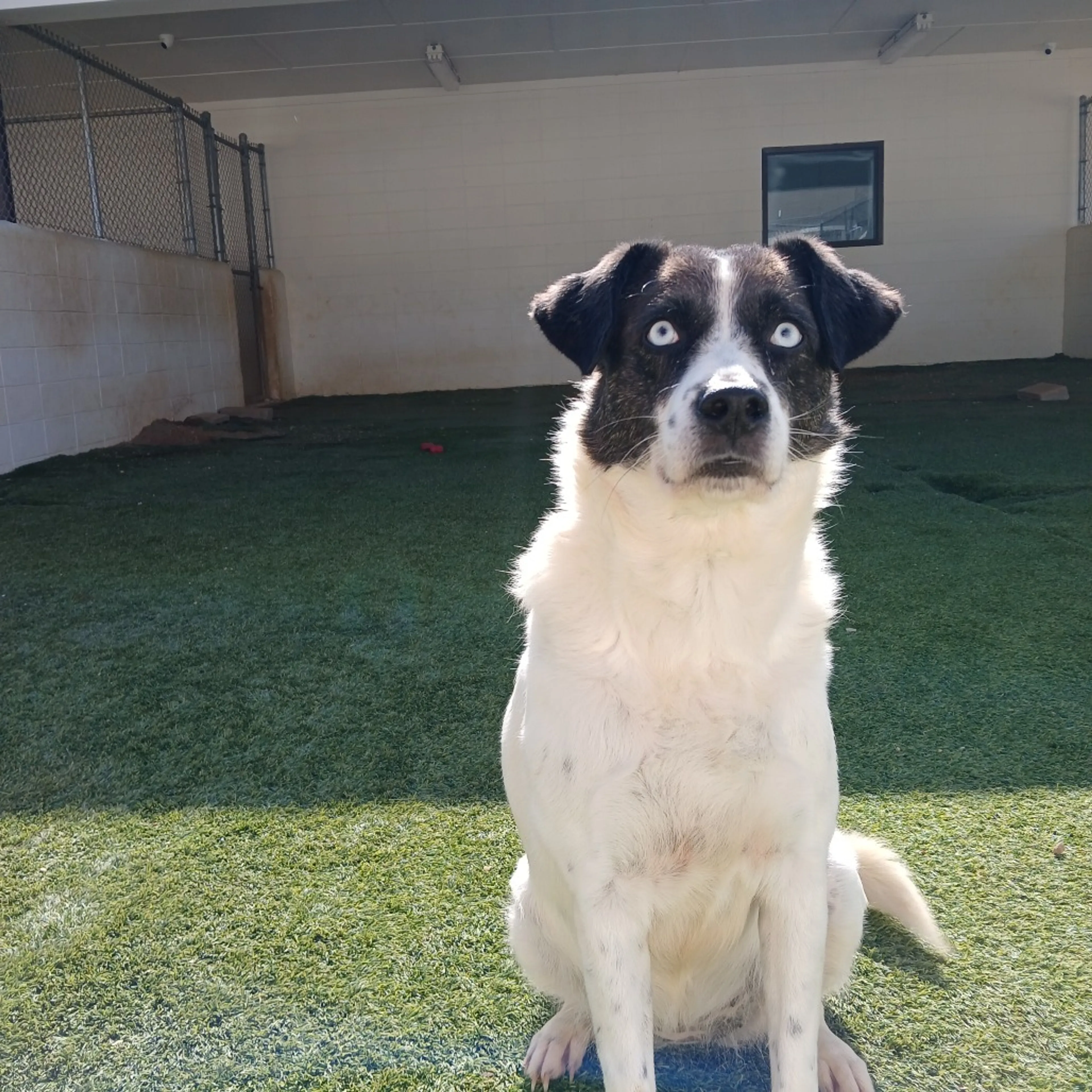 Found pet-4