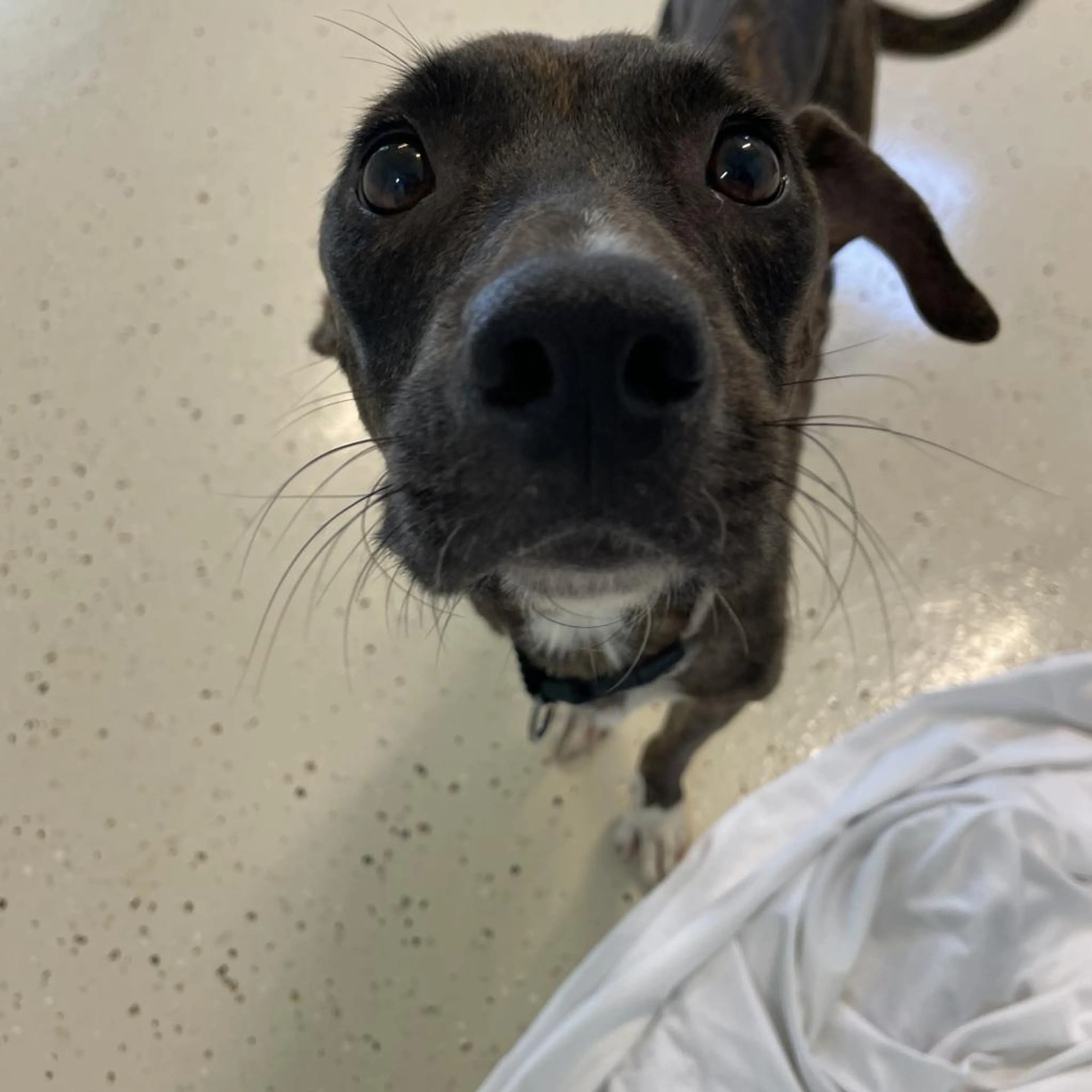 Found pet-1