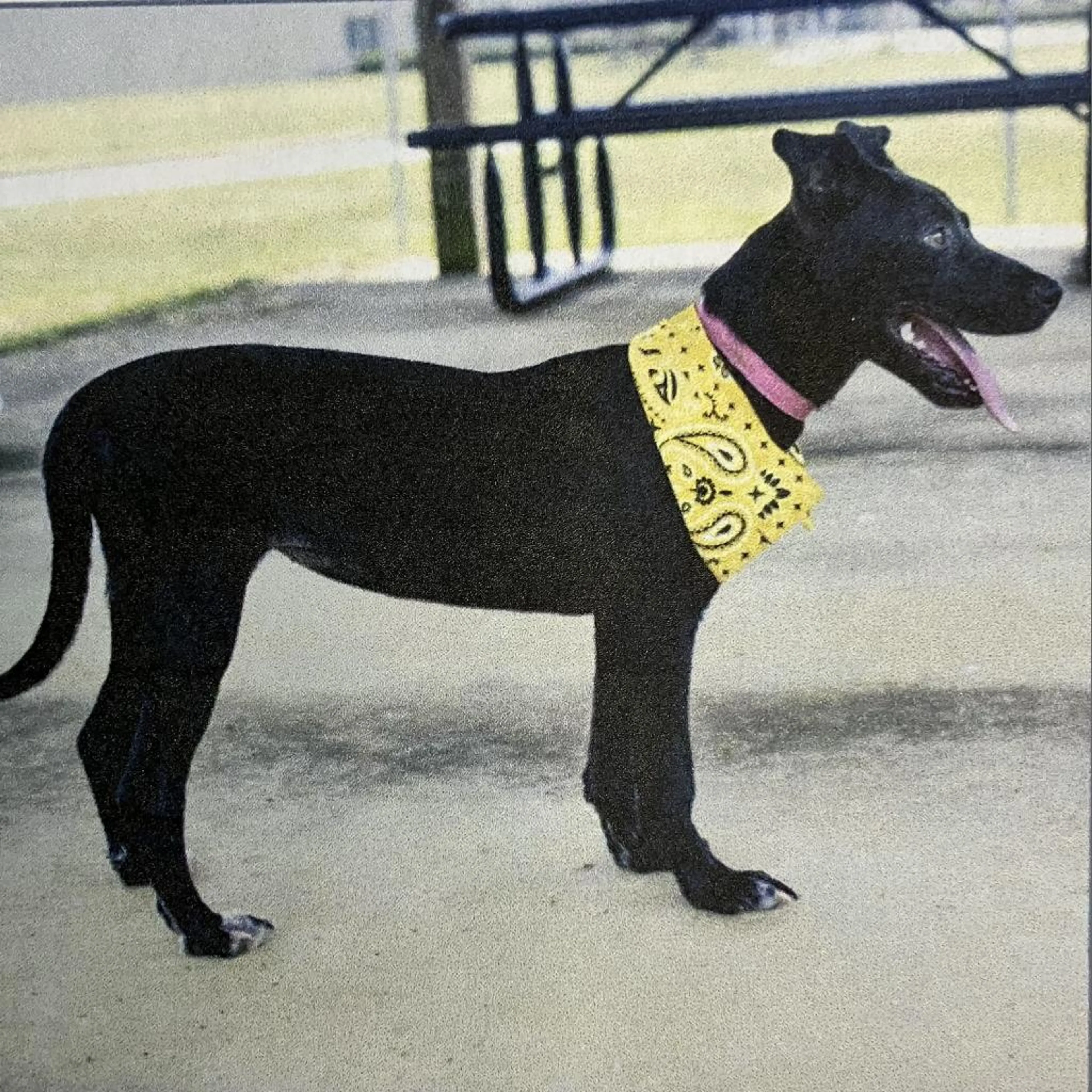 Found pet-2