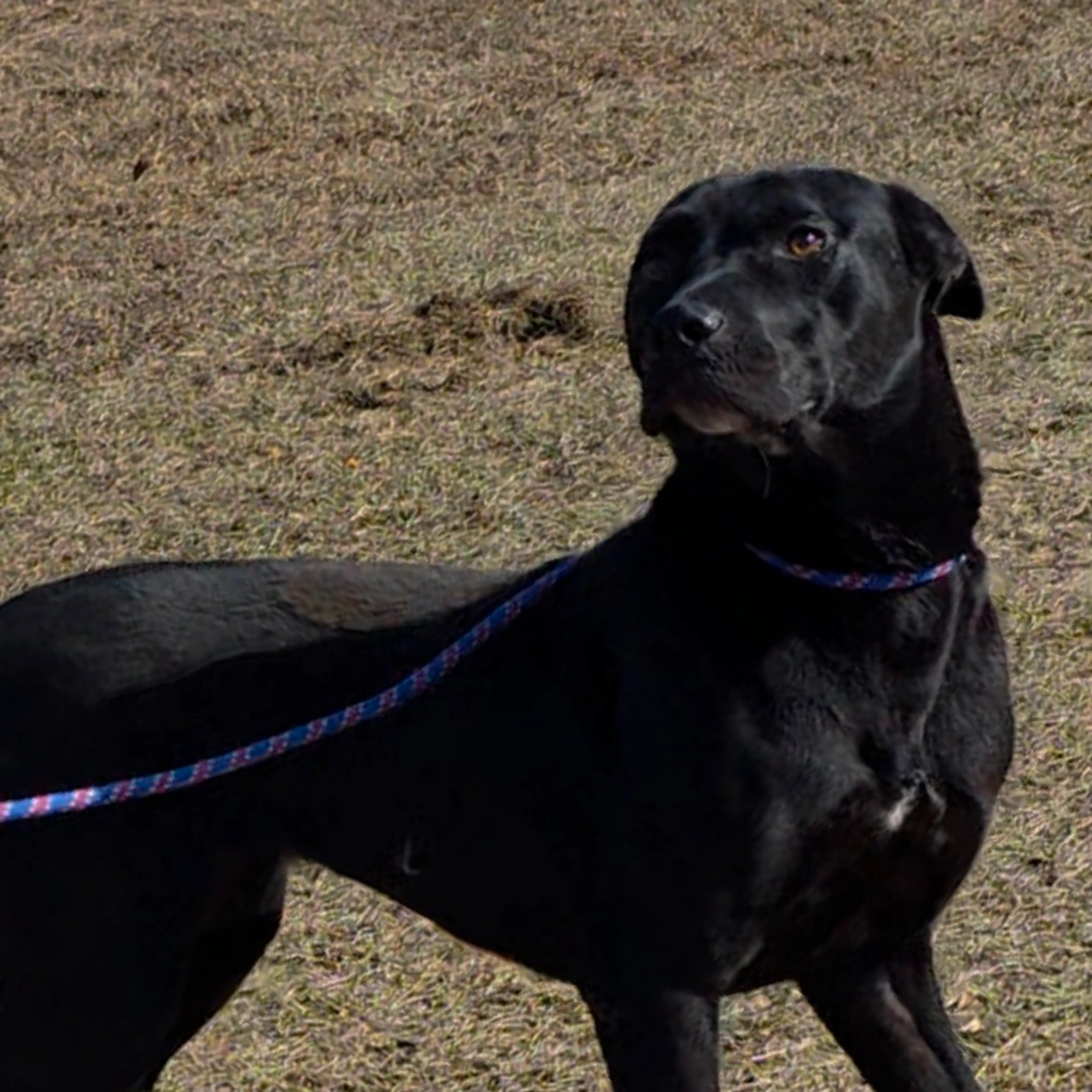 Found pet-3