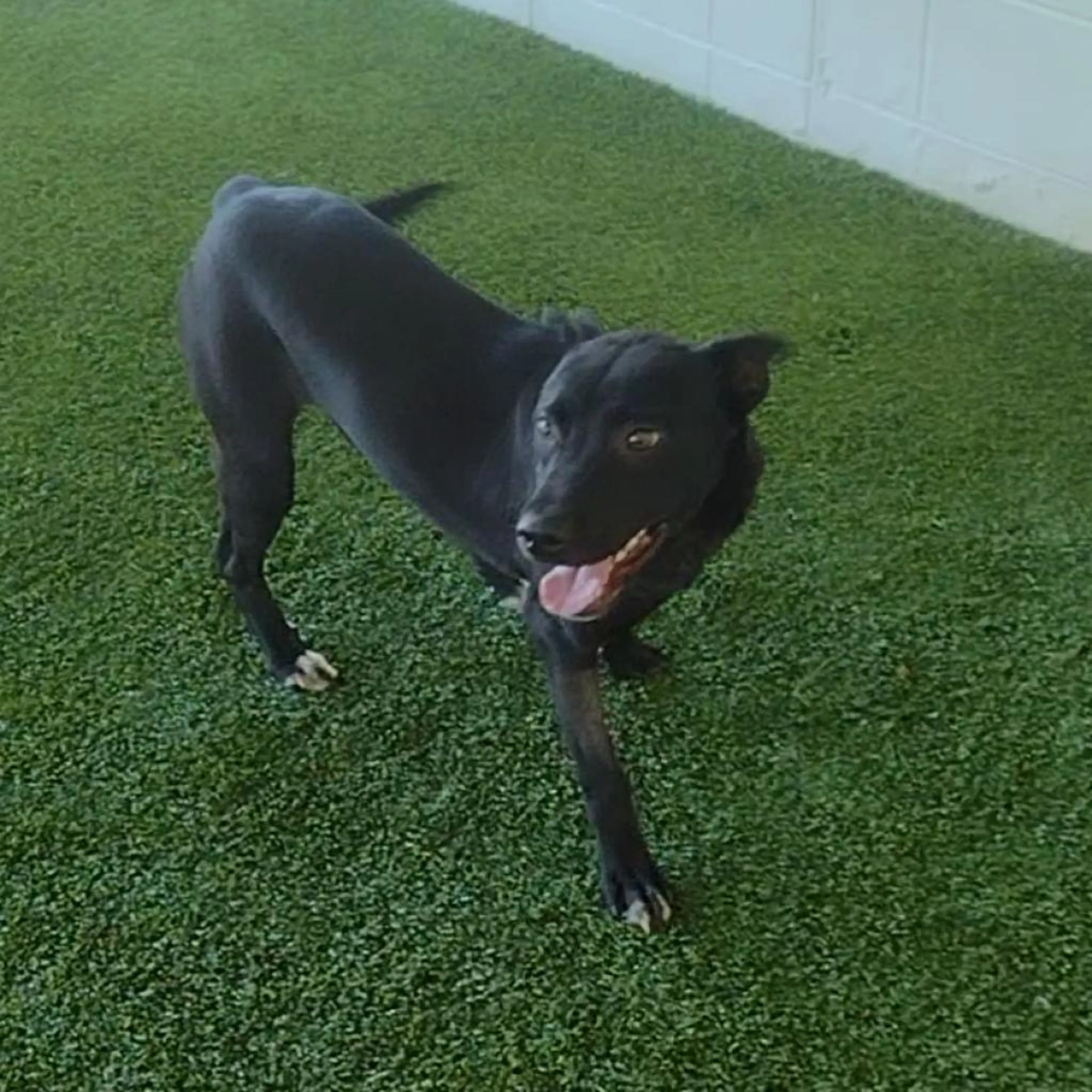 Found pet-0