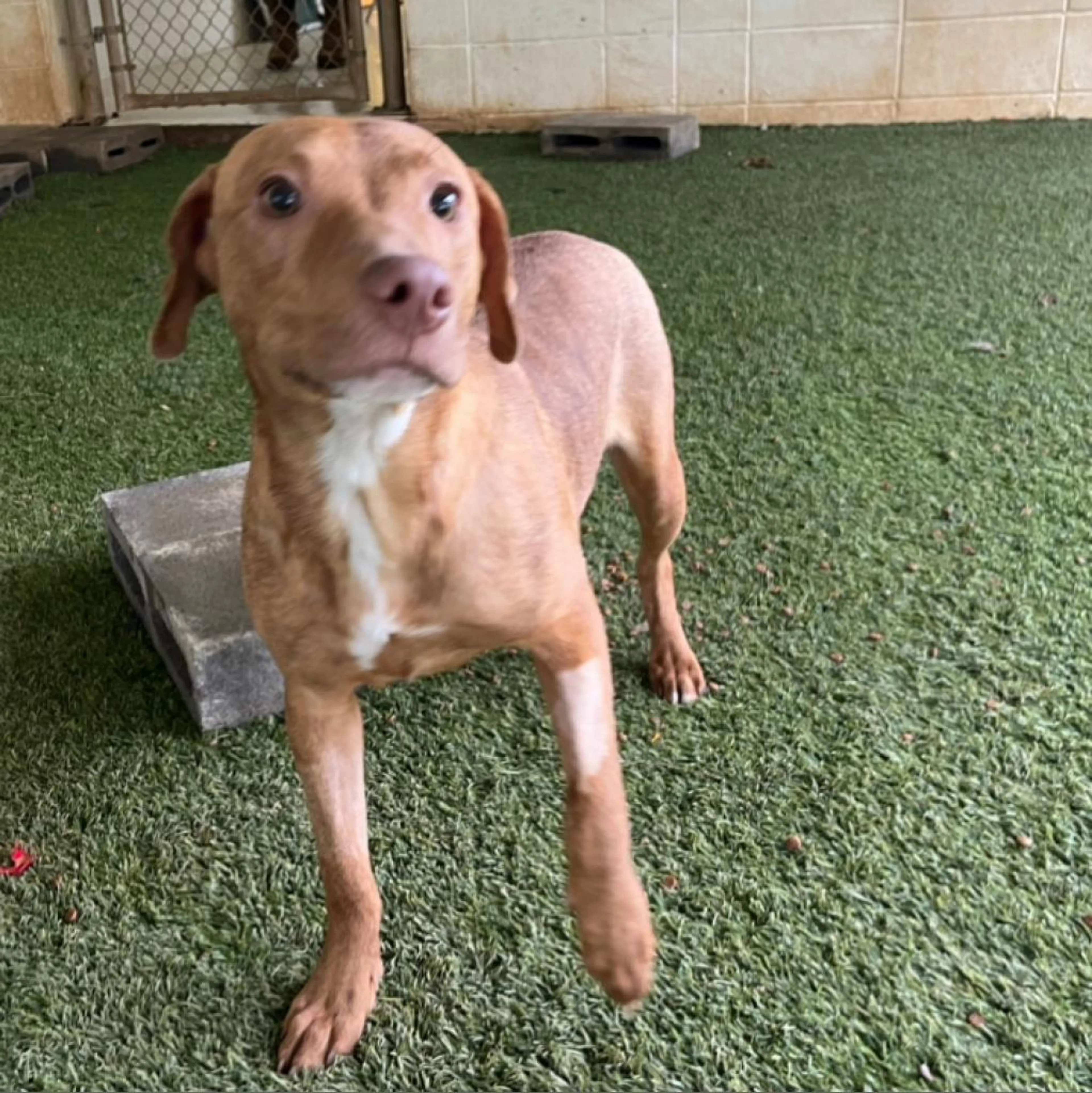 Found pet-1