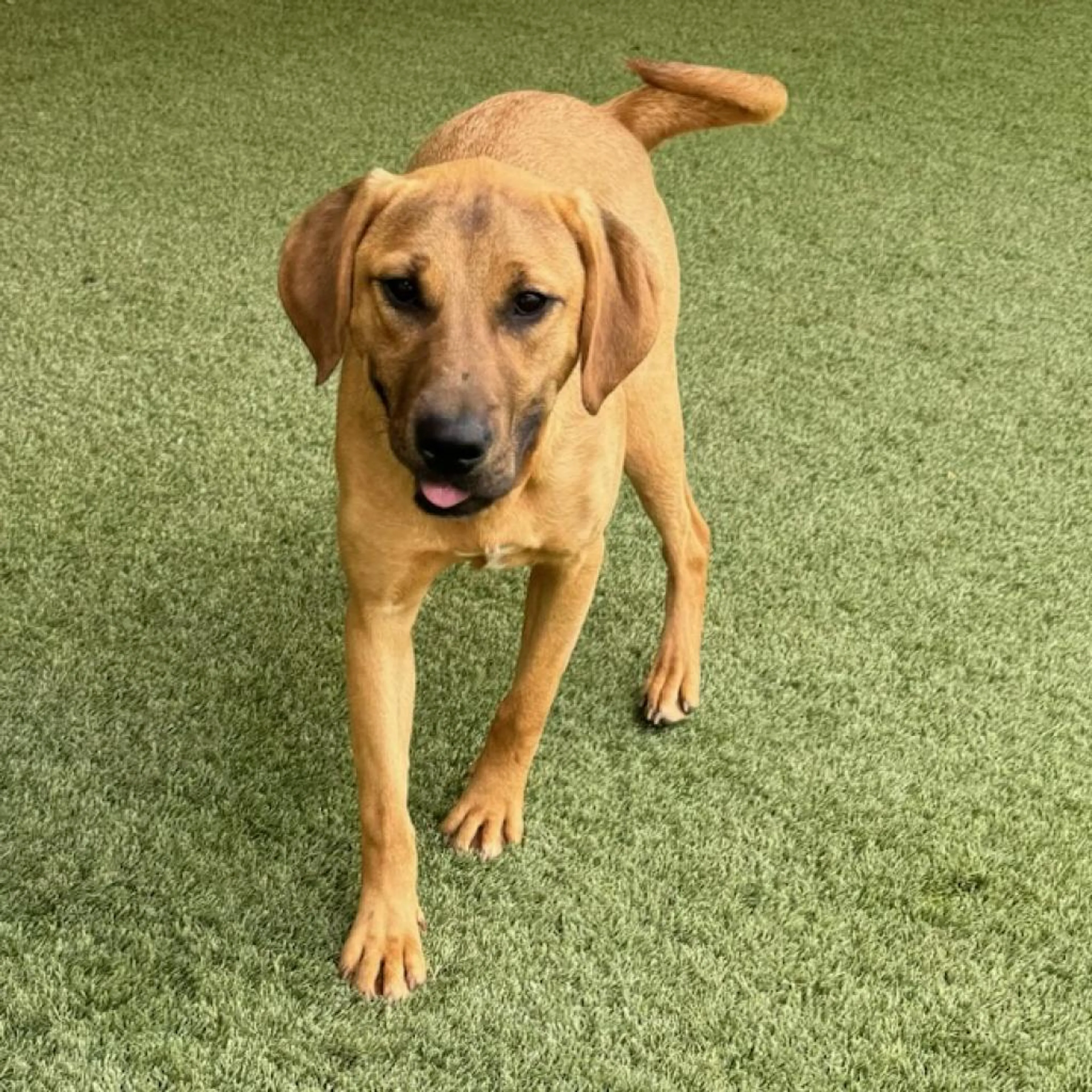 Found pet-2