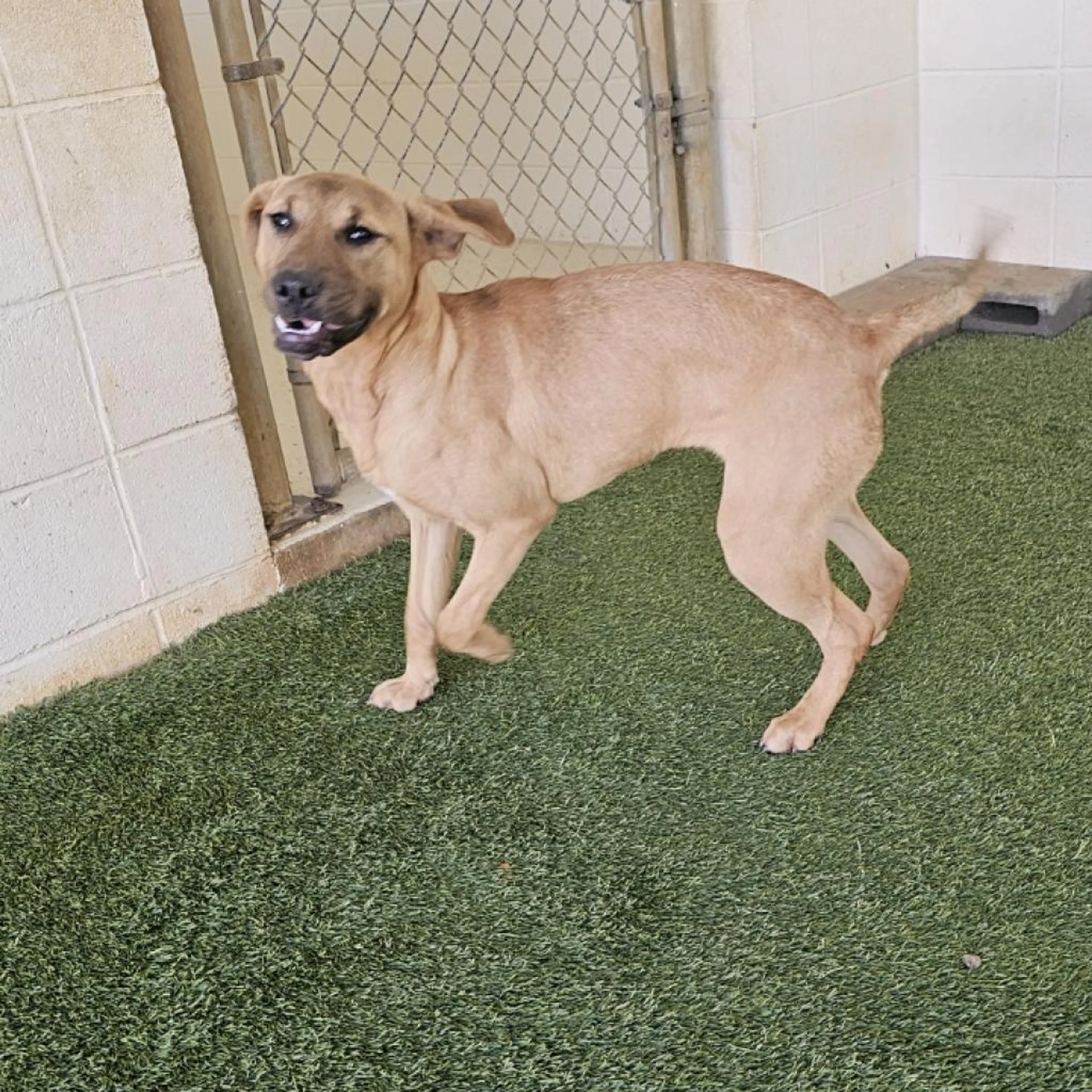 Found pet-3