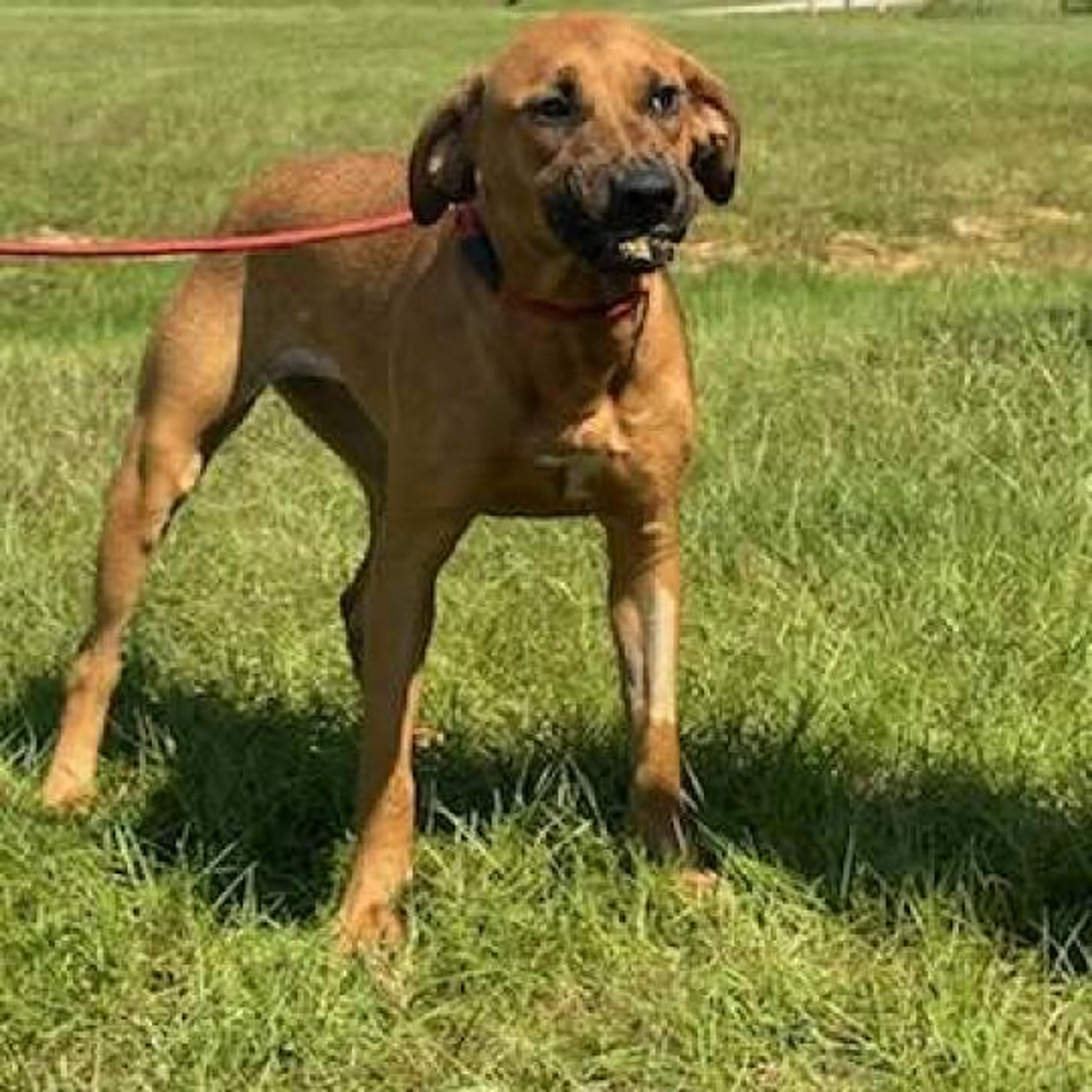 Found pet-1