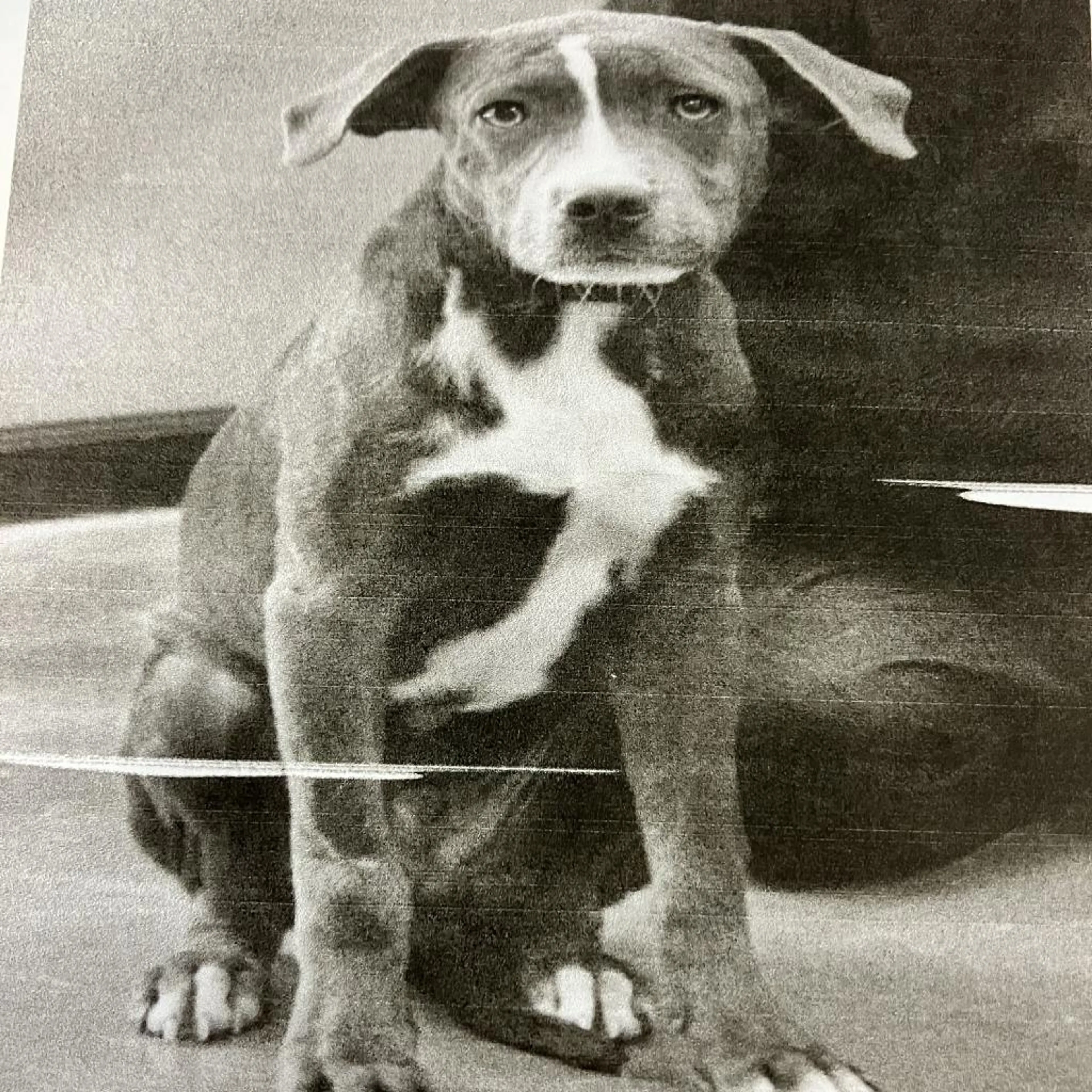 Found pet-1
