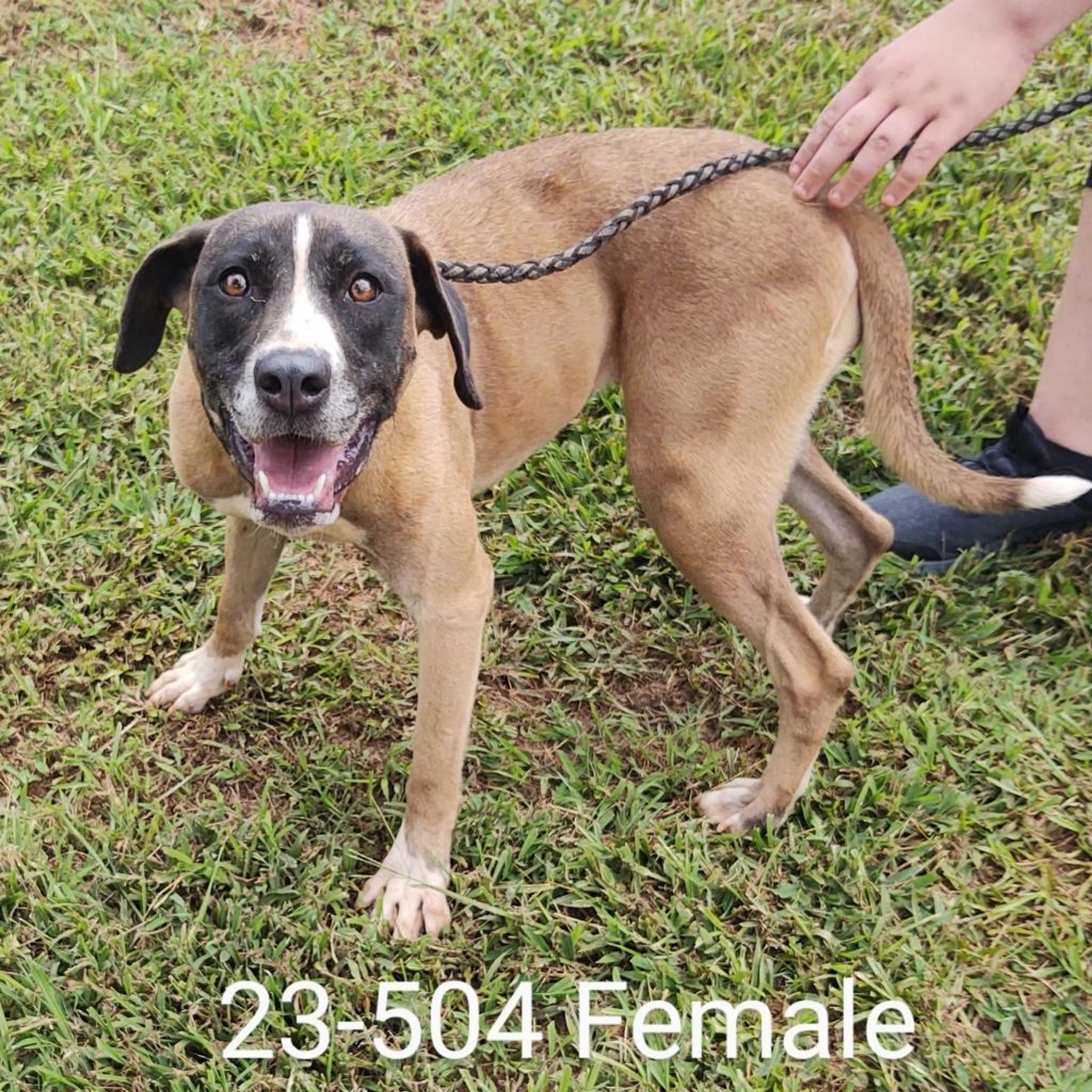 Found pet-2