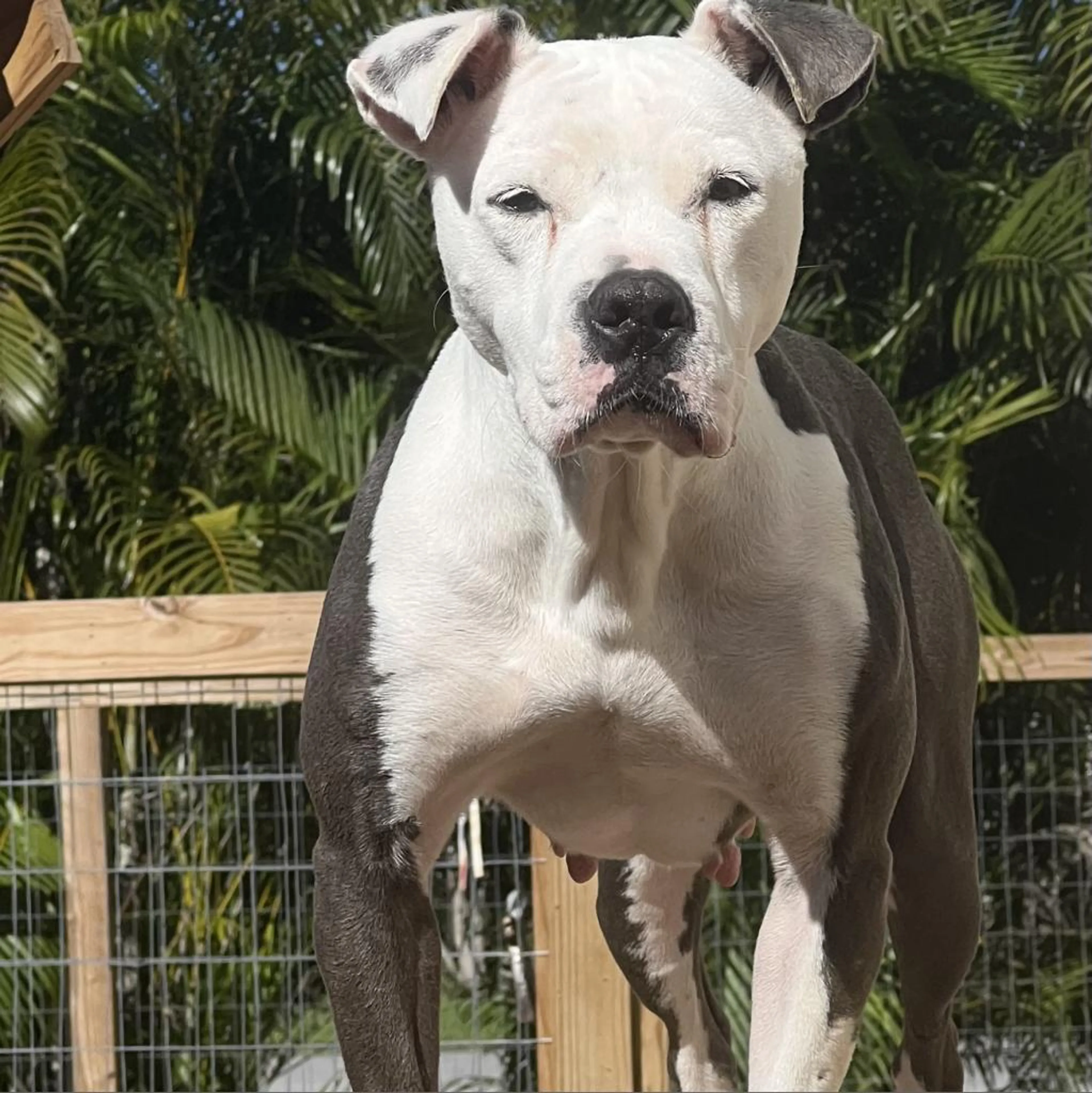 Found pet-11