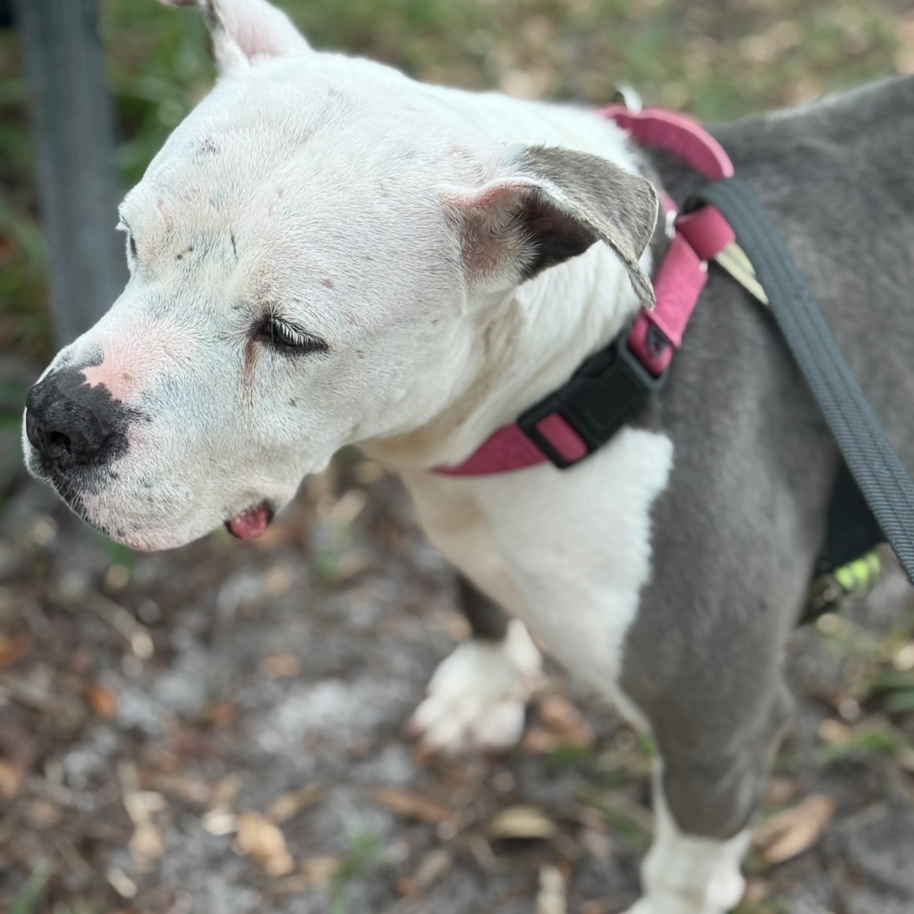 Found pet-17