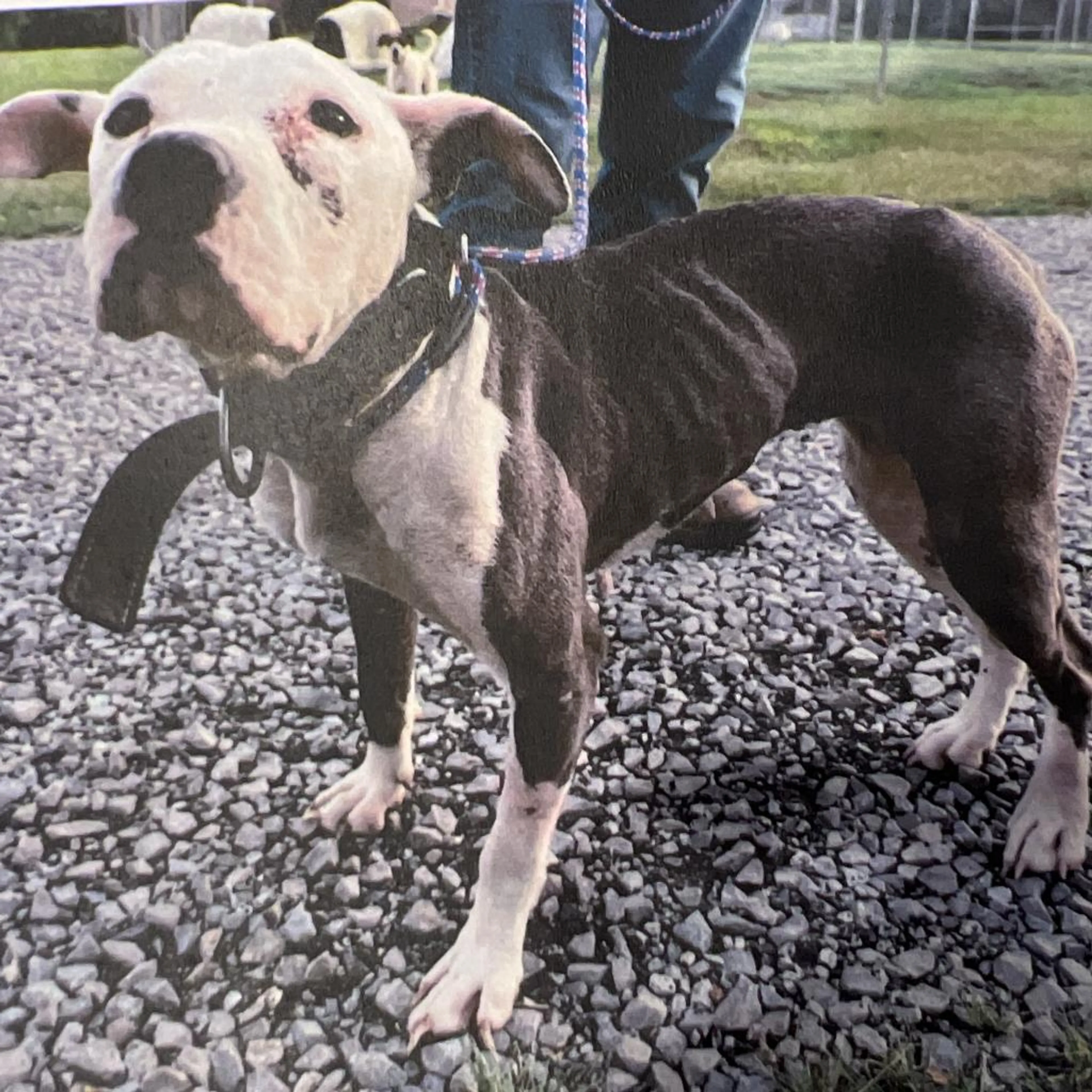 Found pet-12