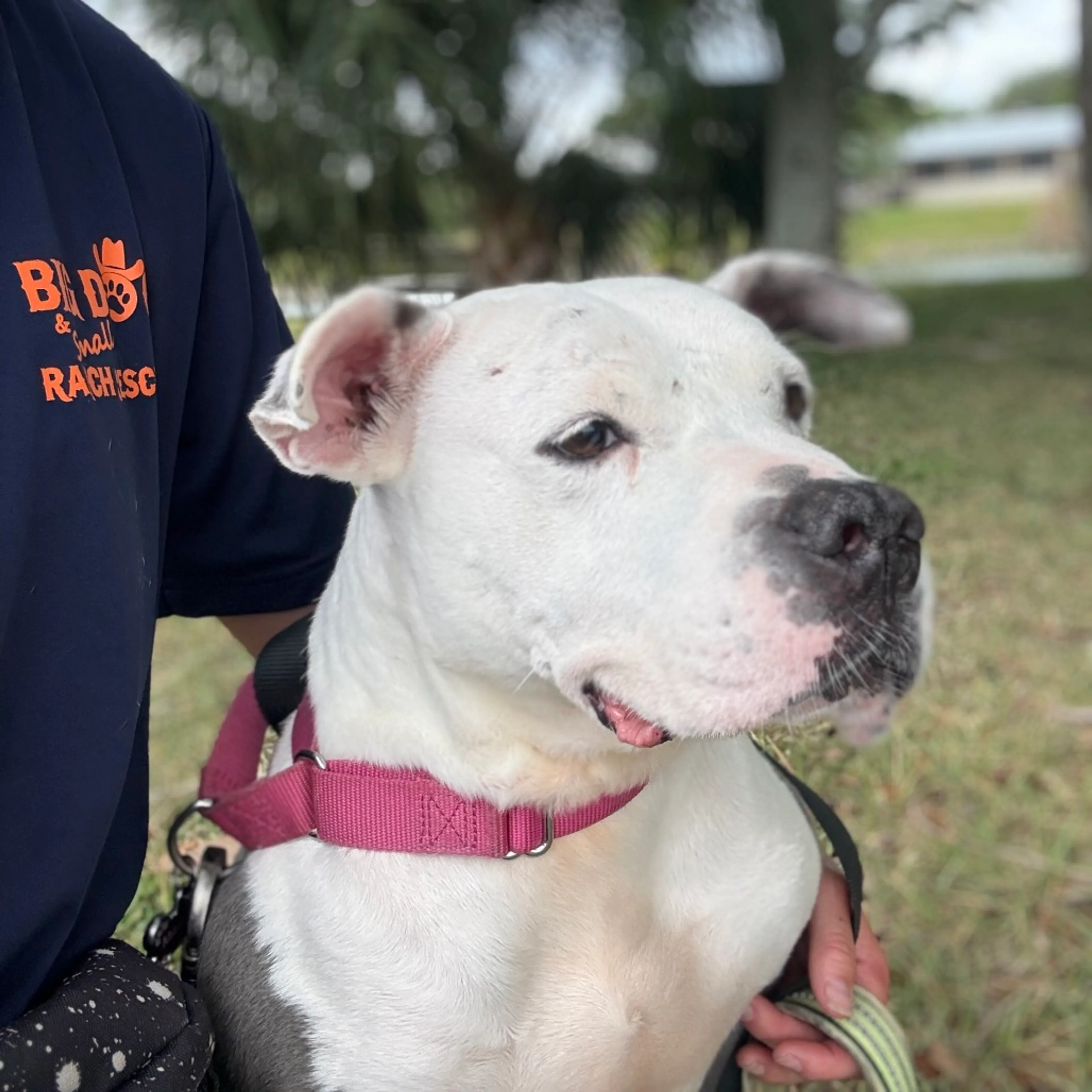 Found pet-14