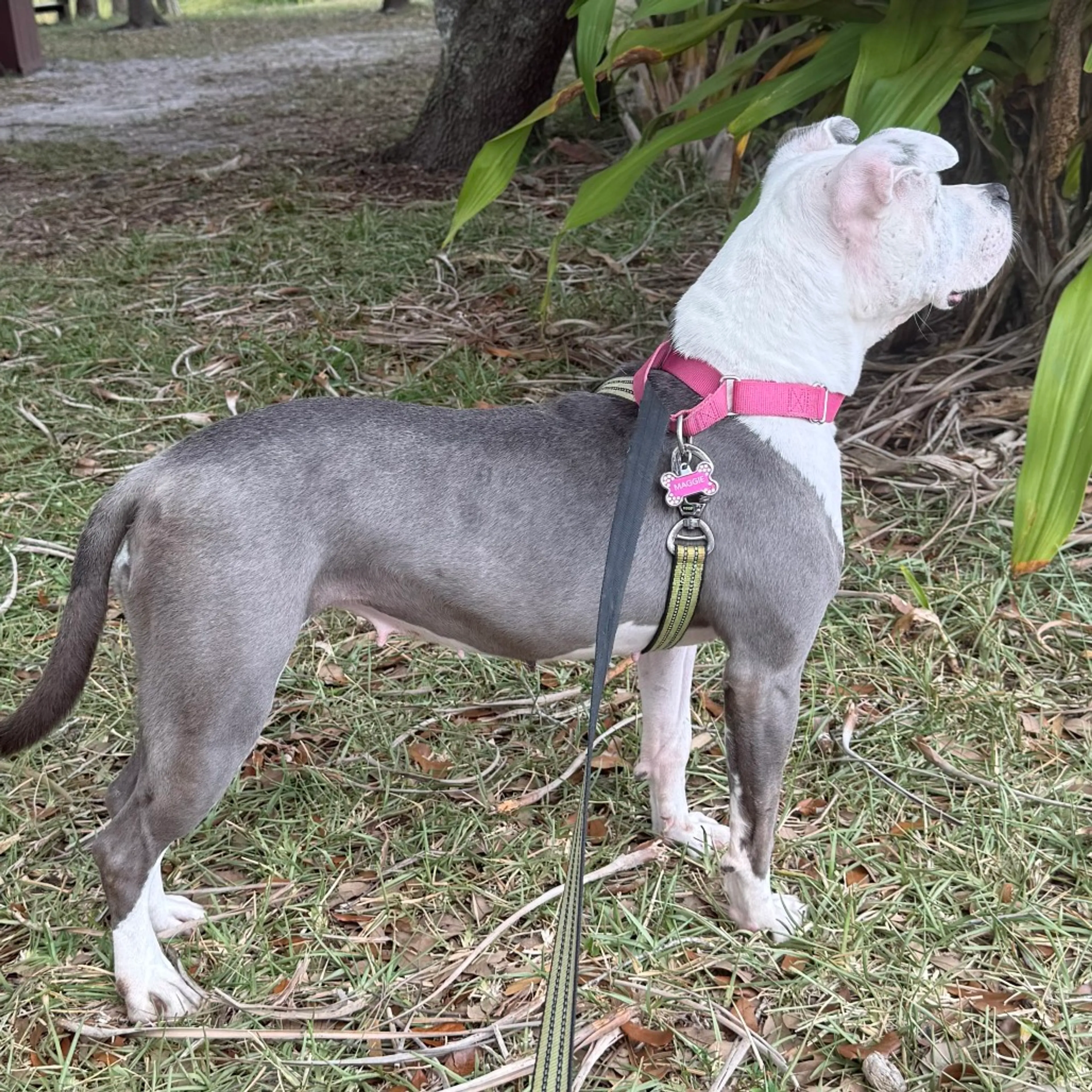 Found pet-13
