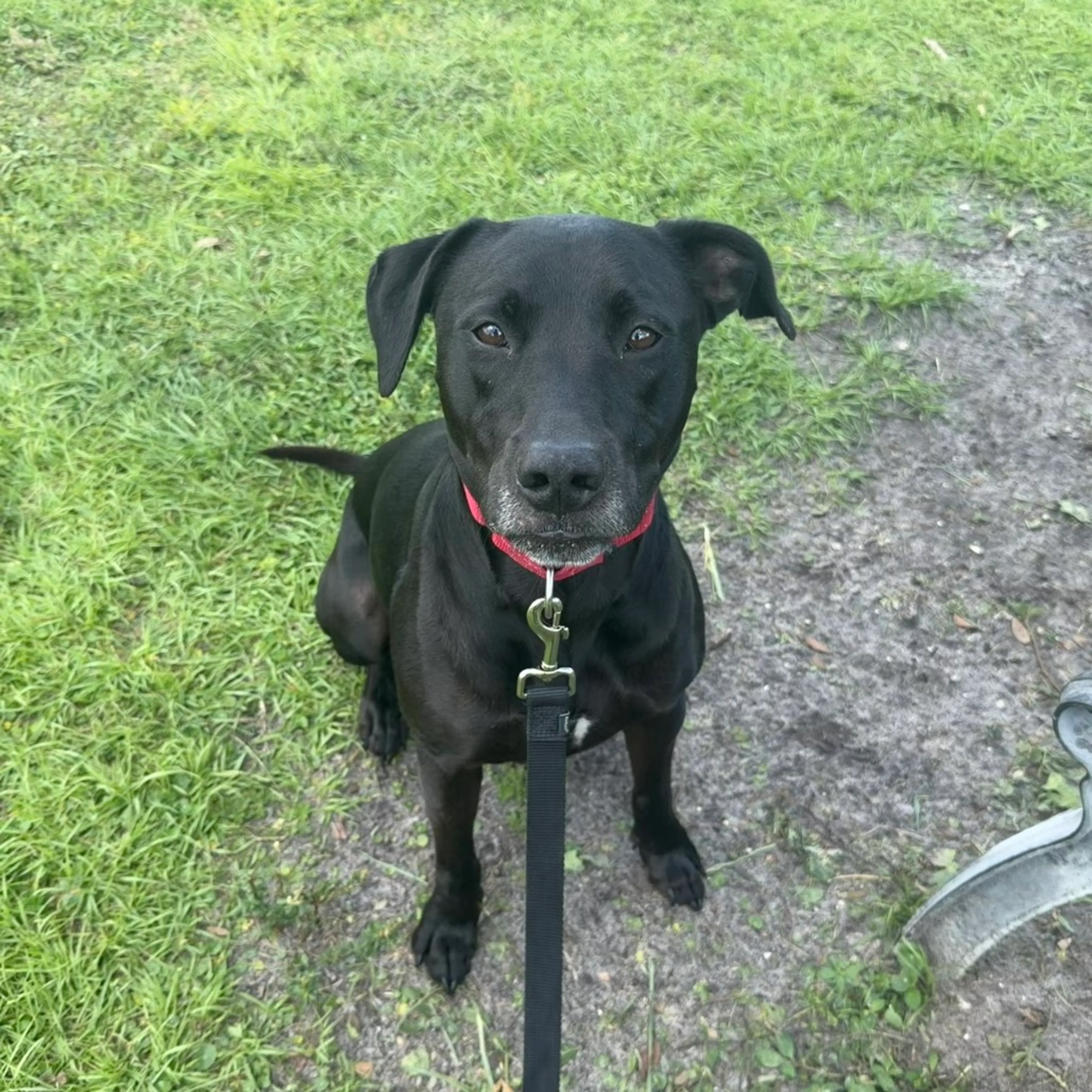 Found pet-6
