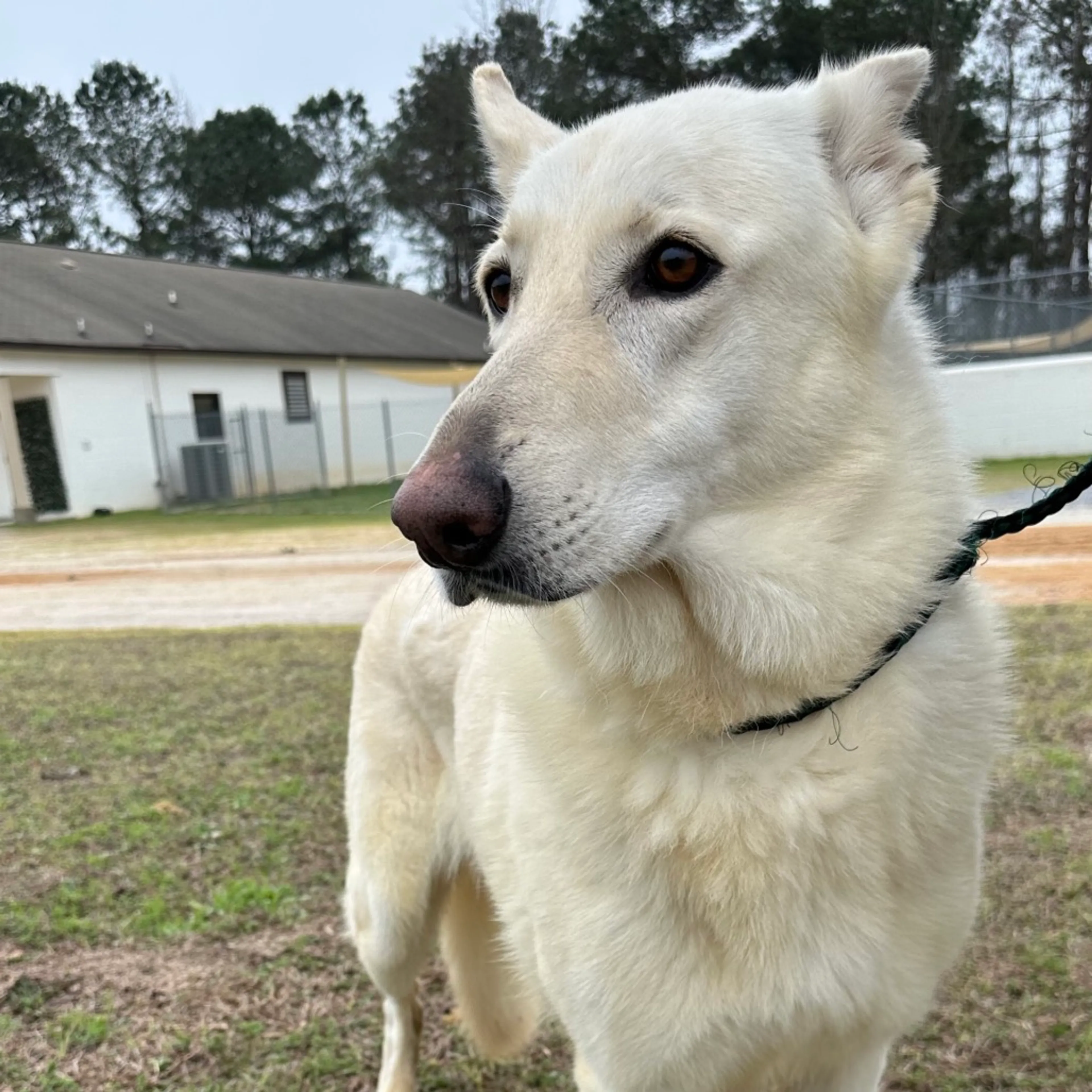 Found pet-3