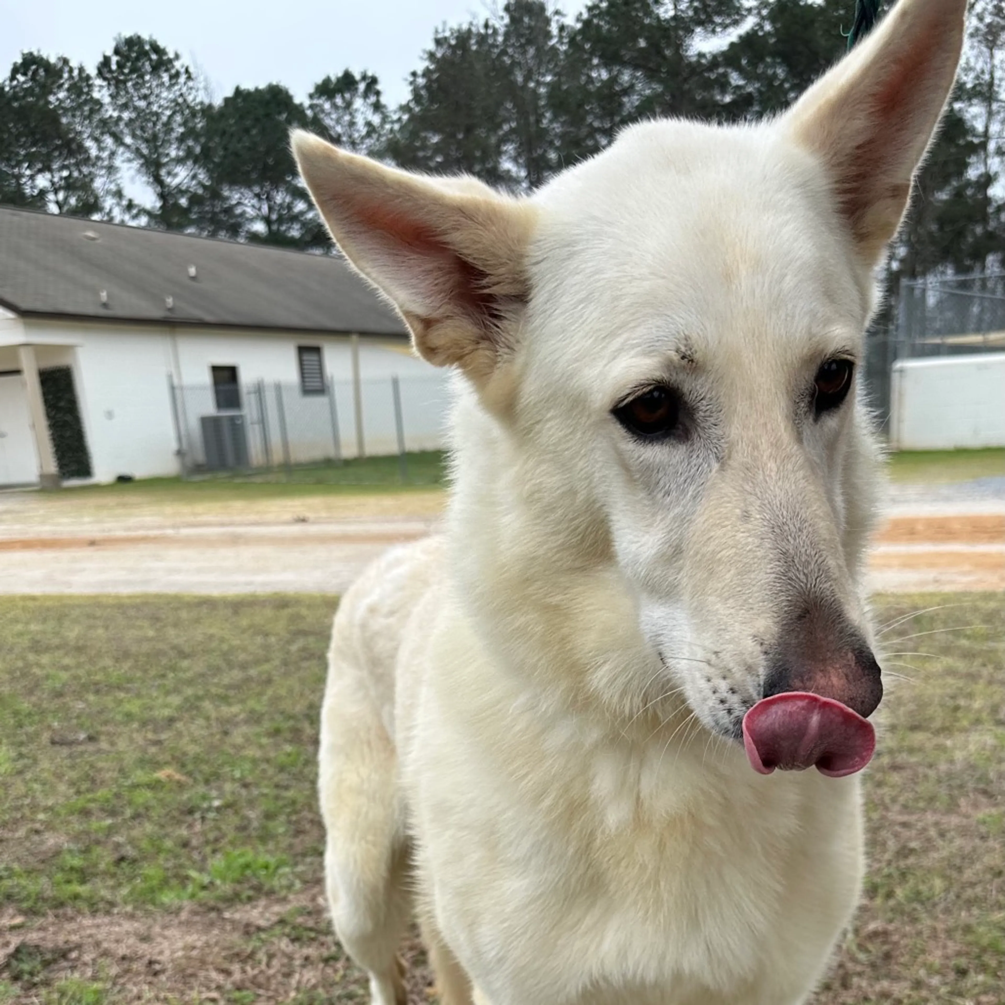 Found pet-4