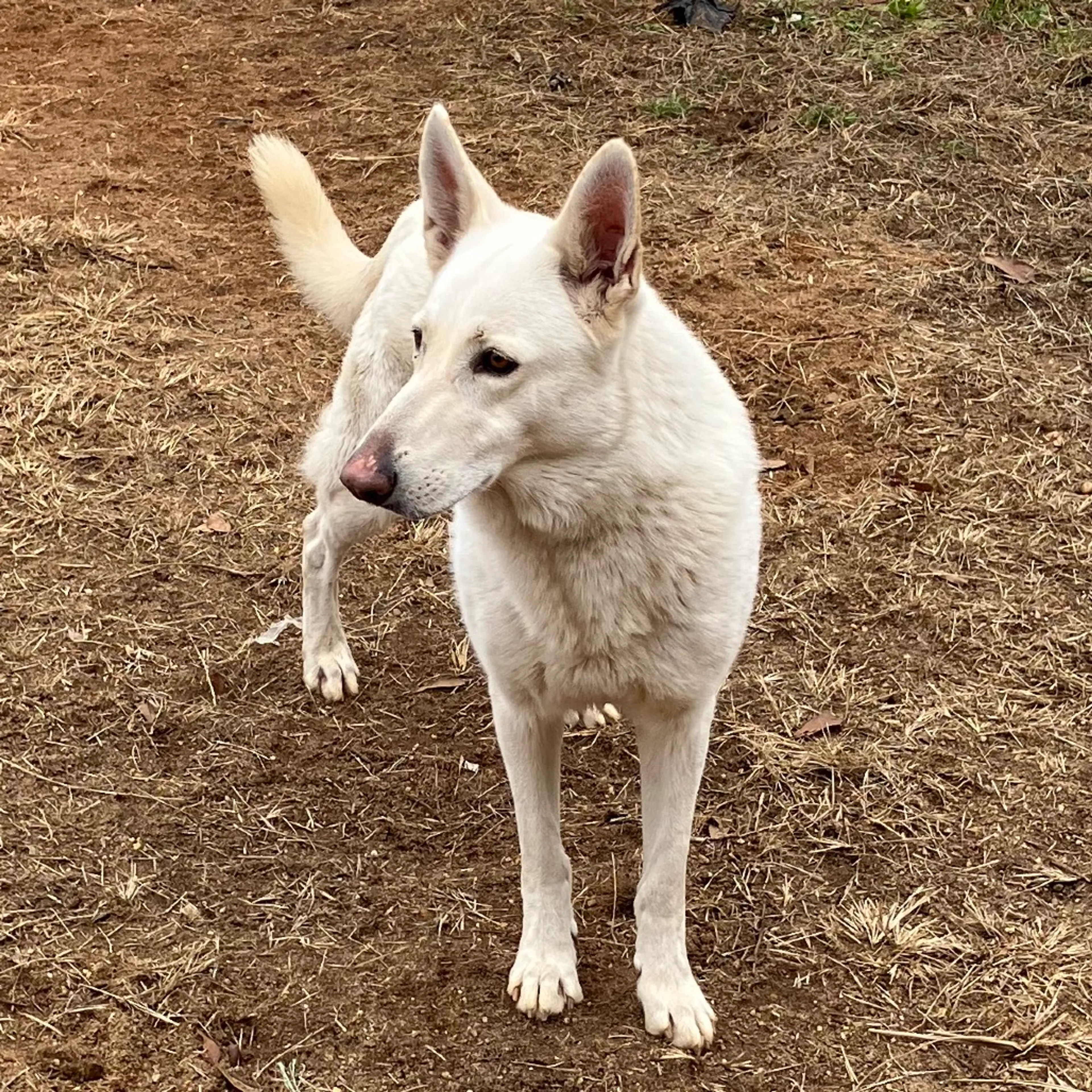Found pet-2