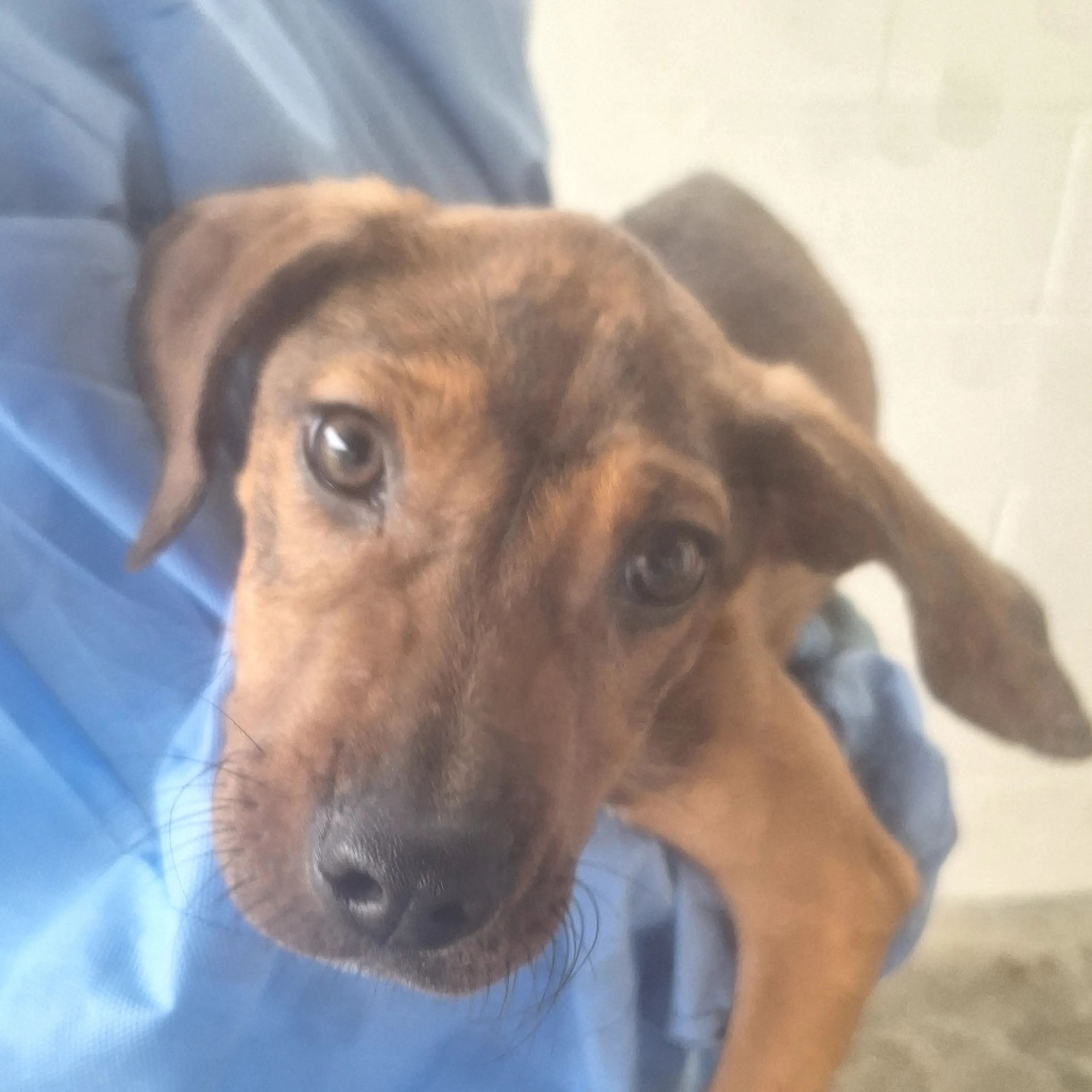 Found pet-1