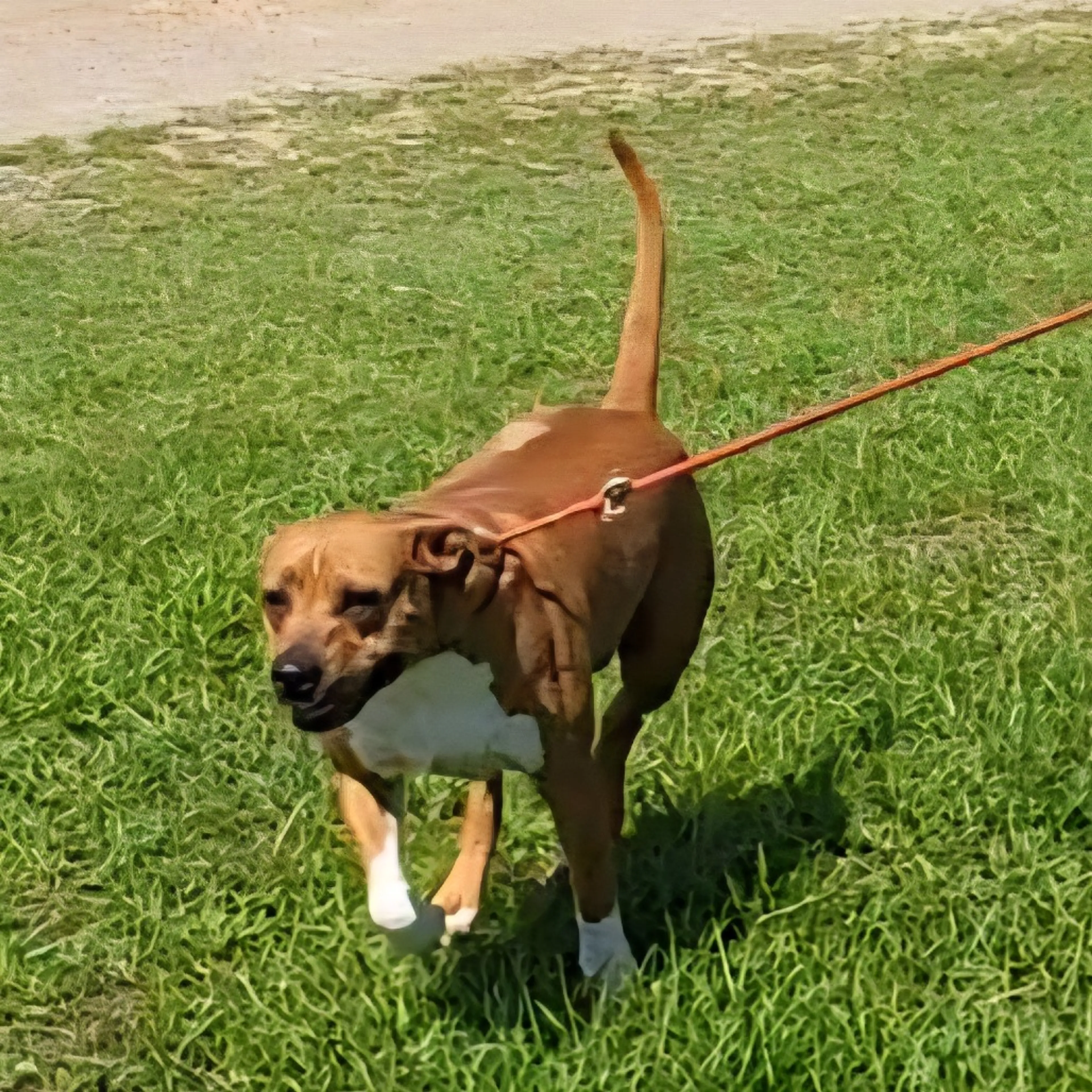 Found pet-4