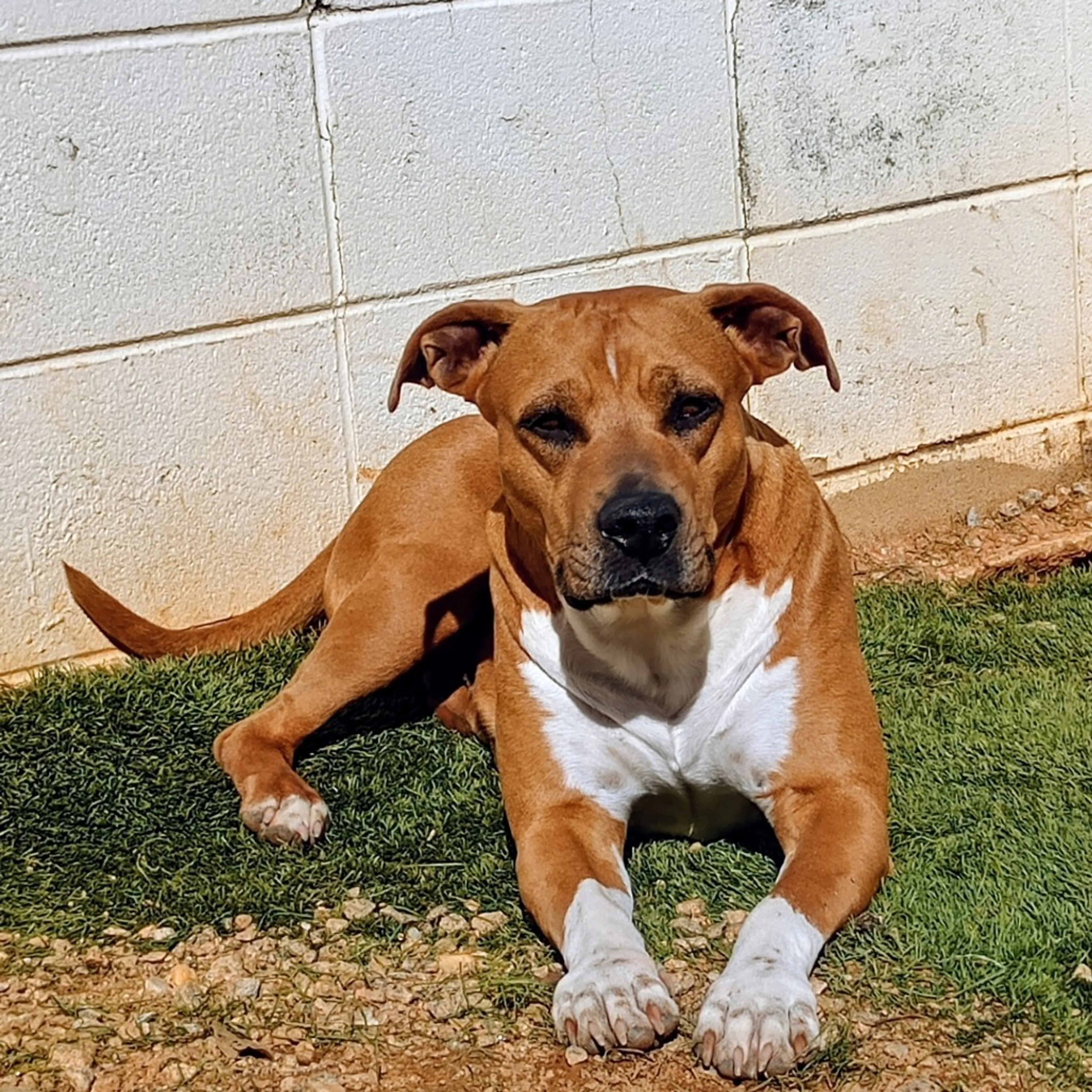 Found pet-6