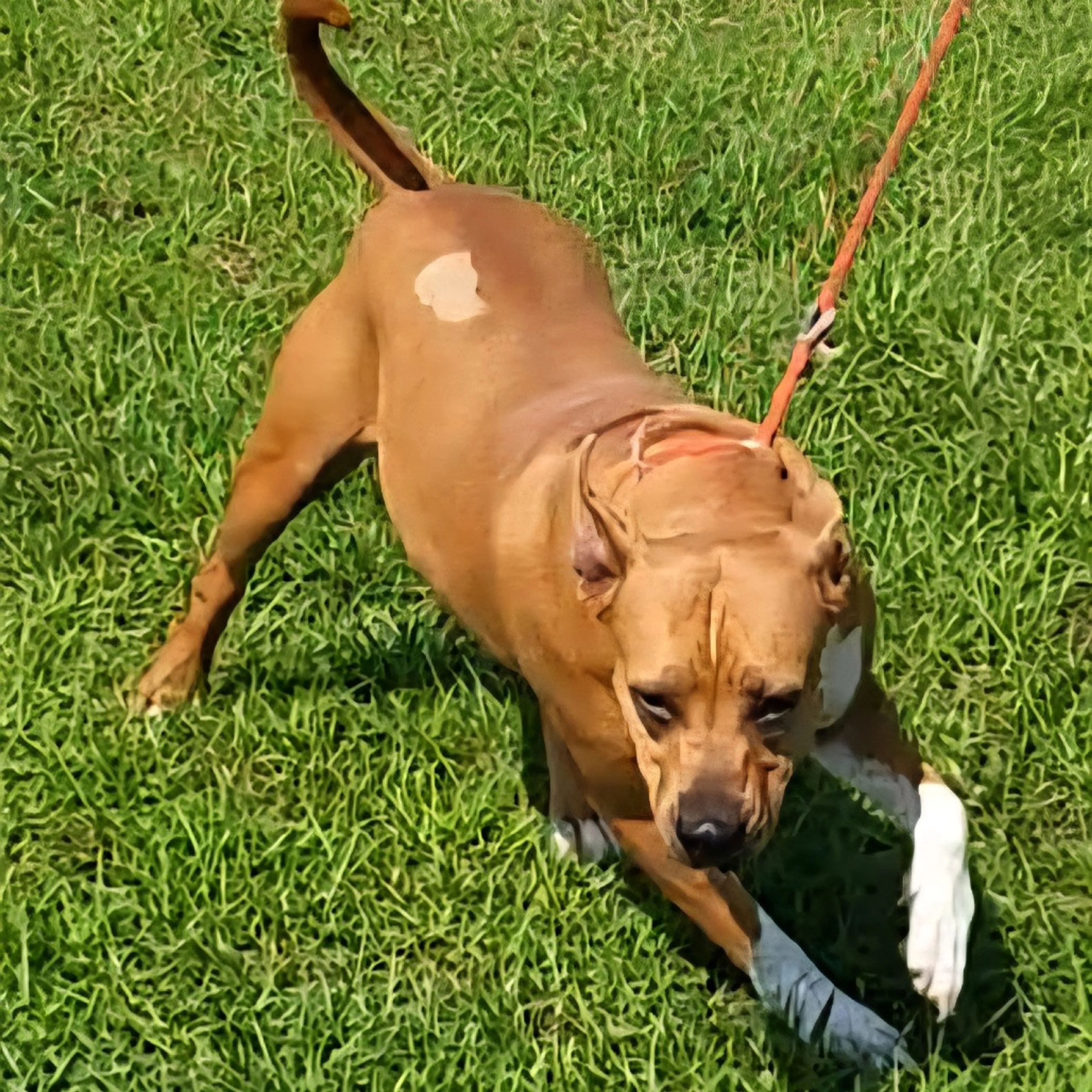 Found pet-3
