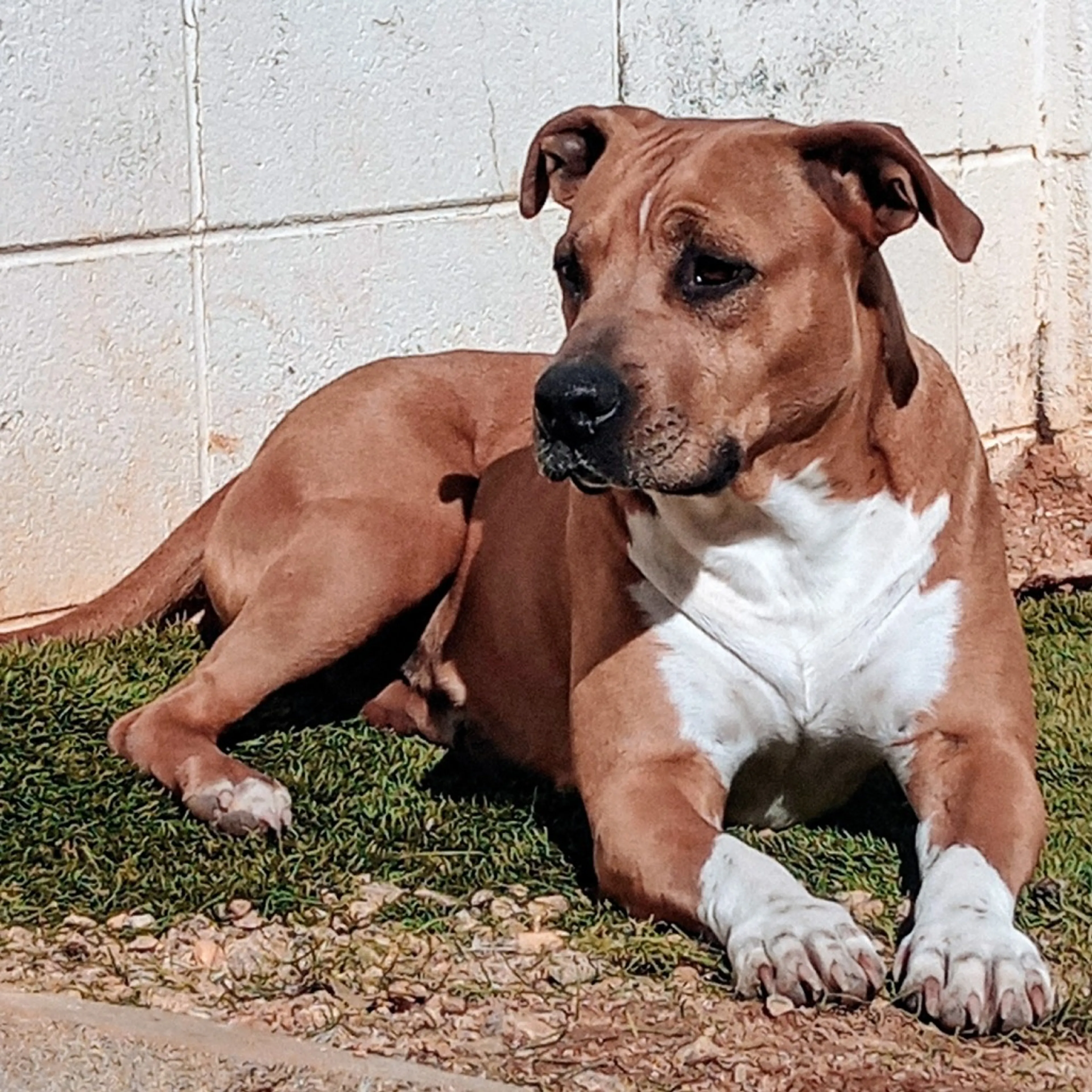 Found pet-5