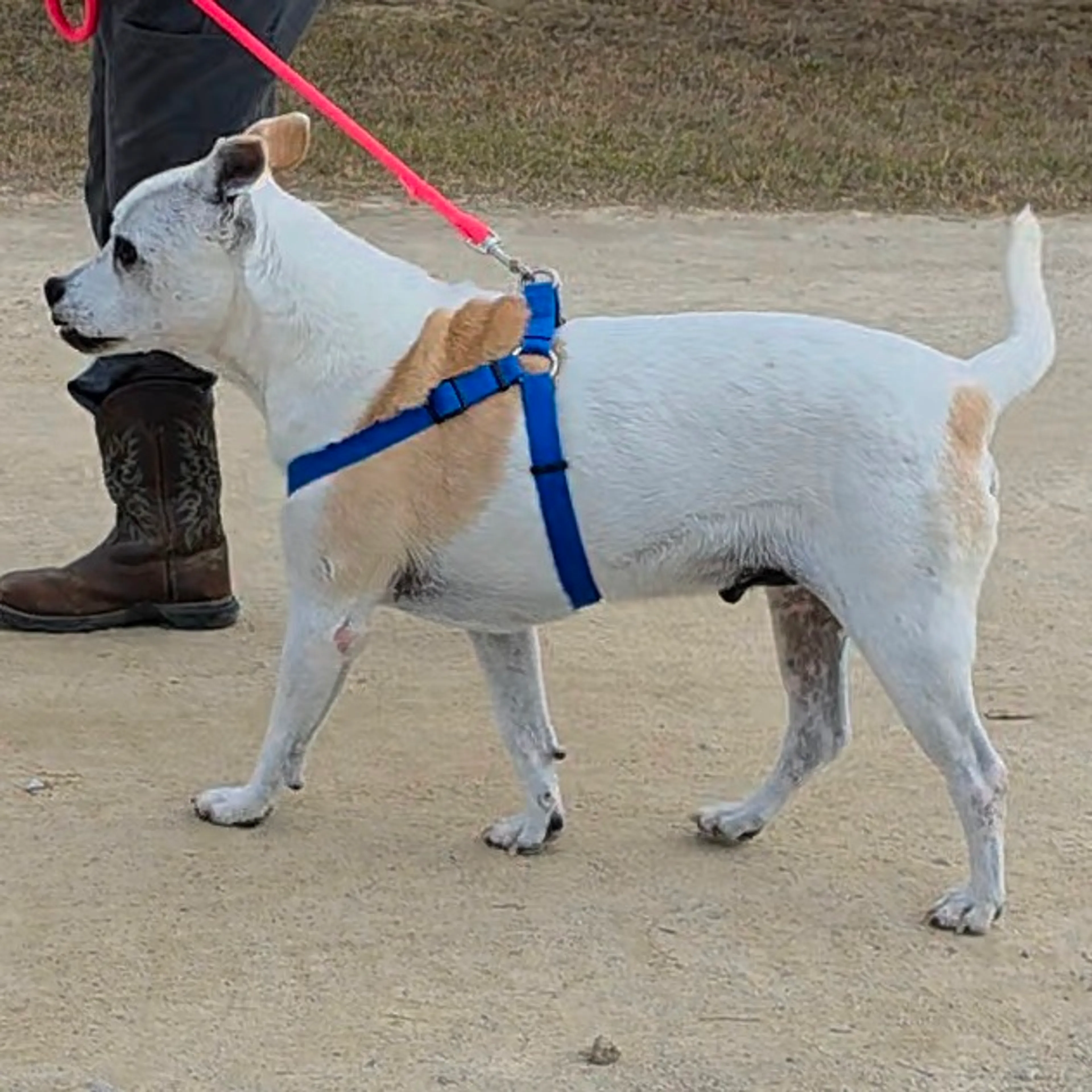 Found pet-3