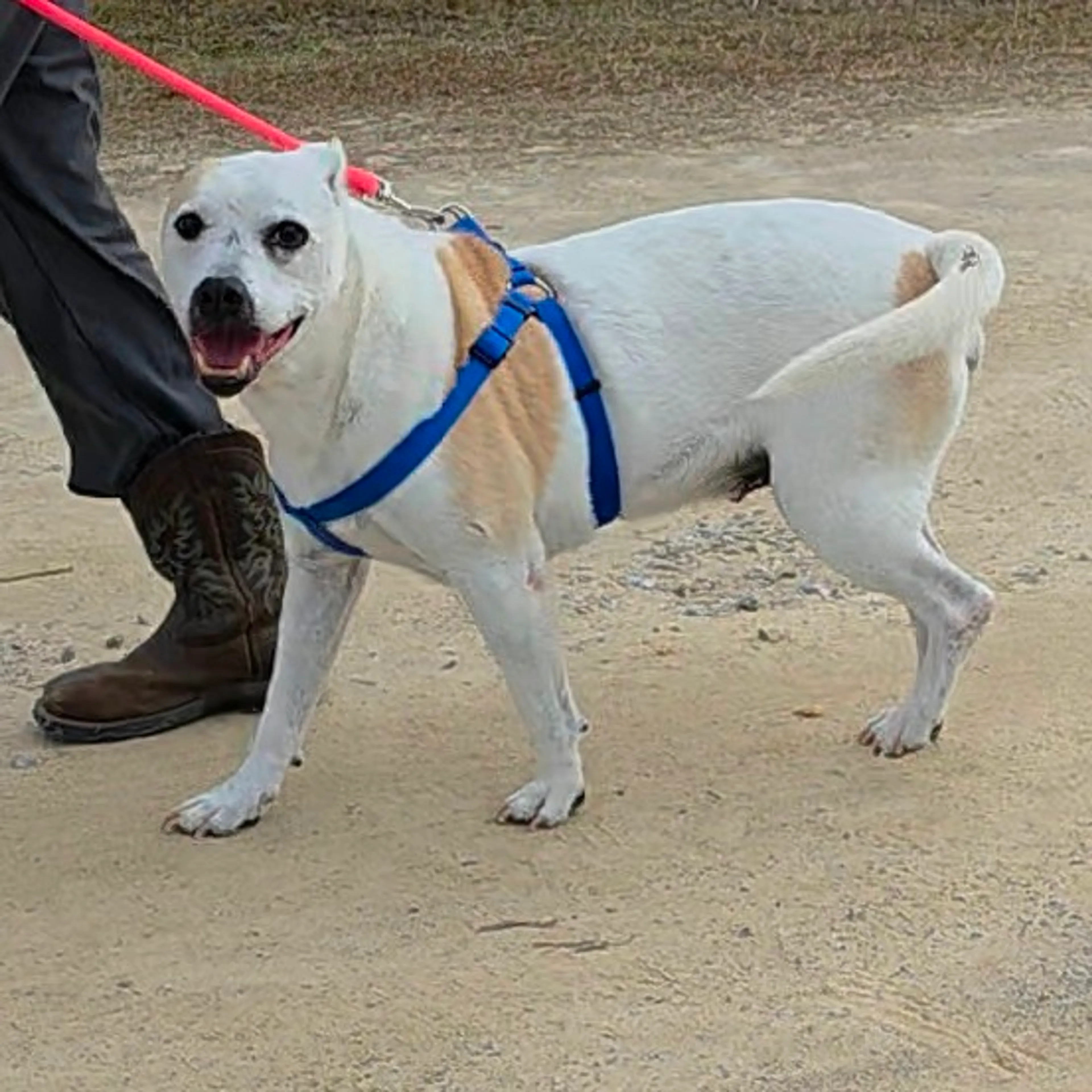 Found pet-2