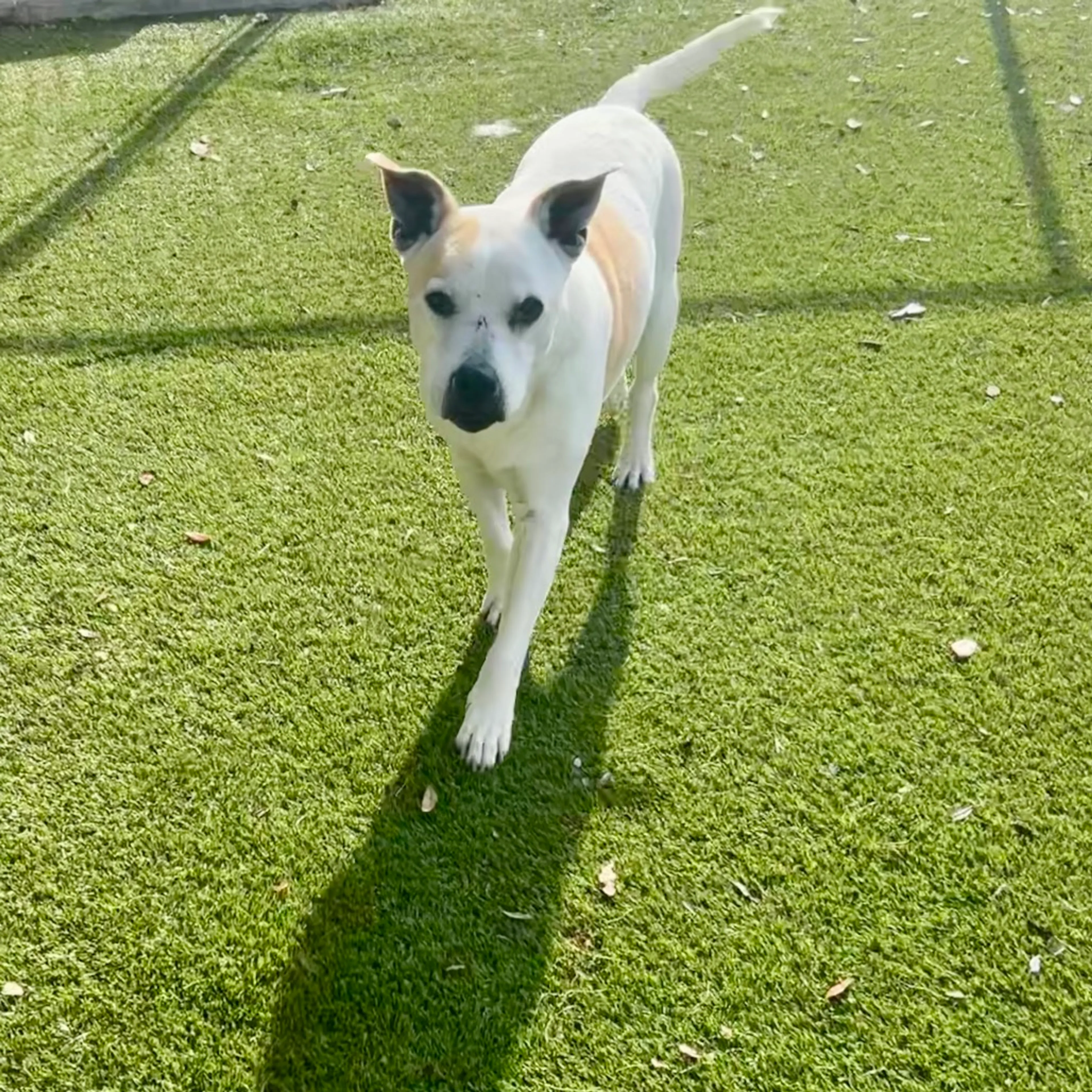 Found pet-7
