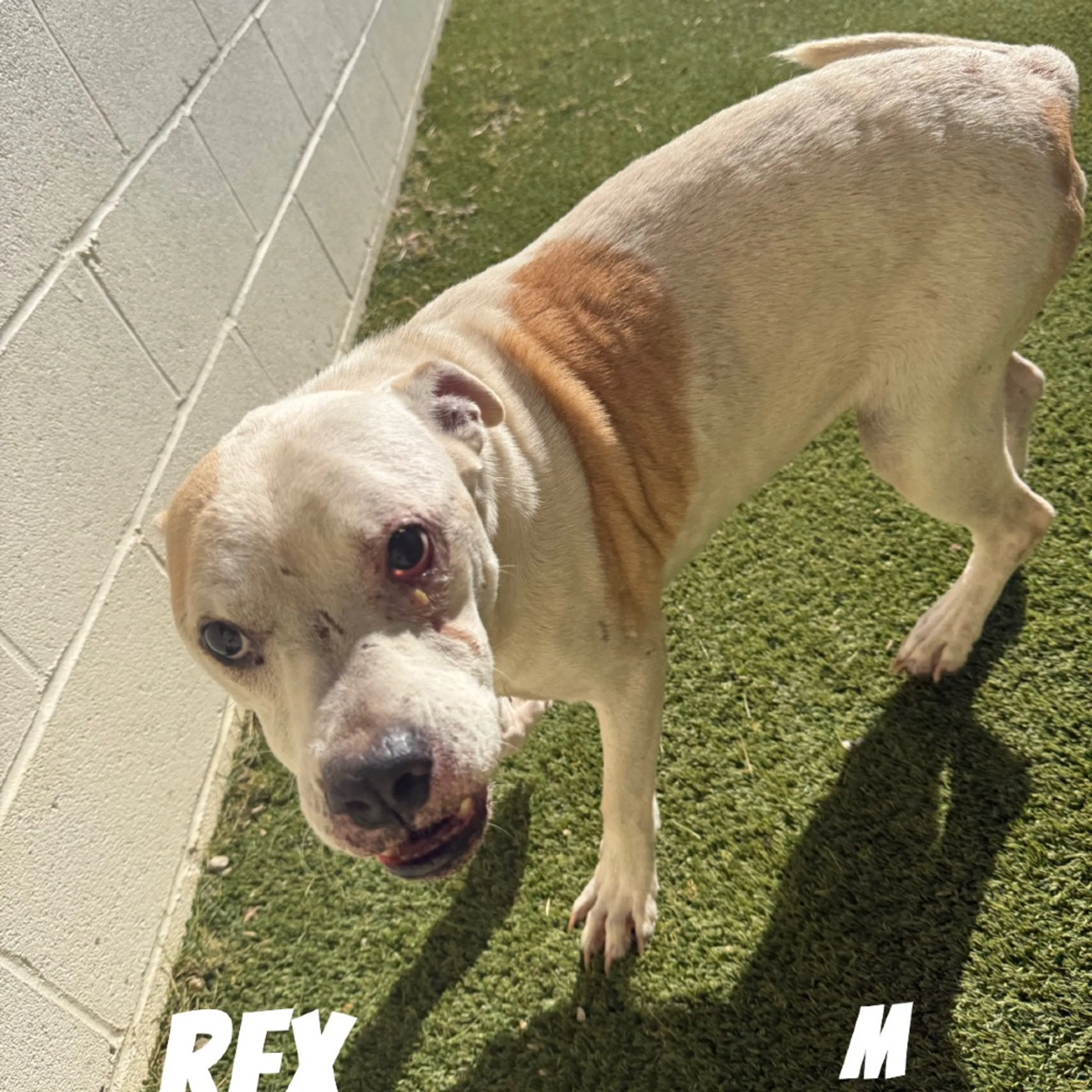 Found pet-1