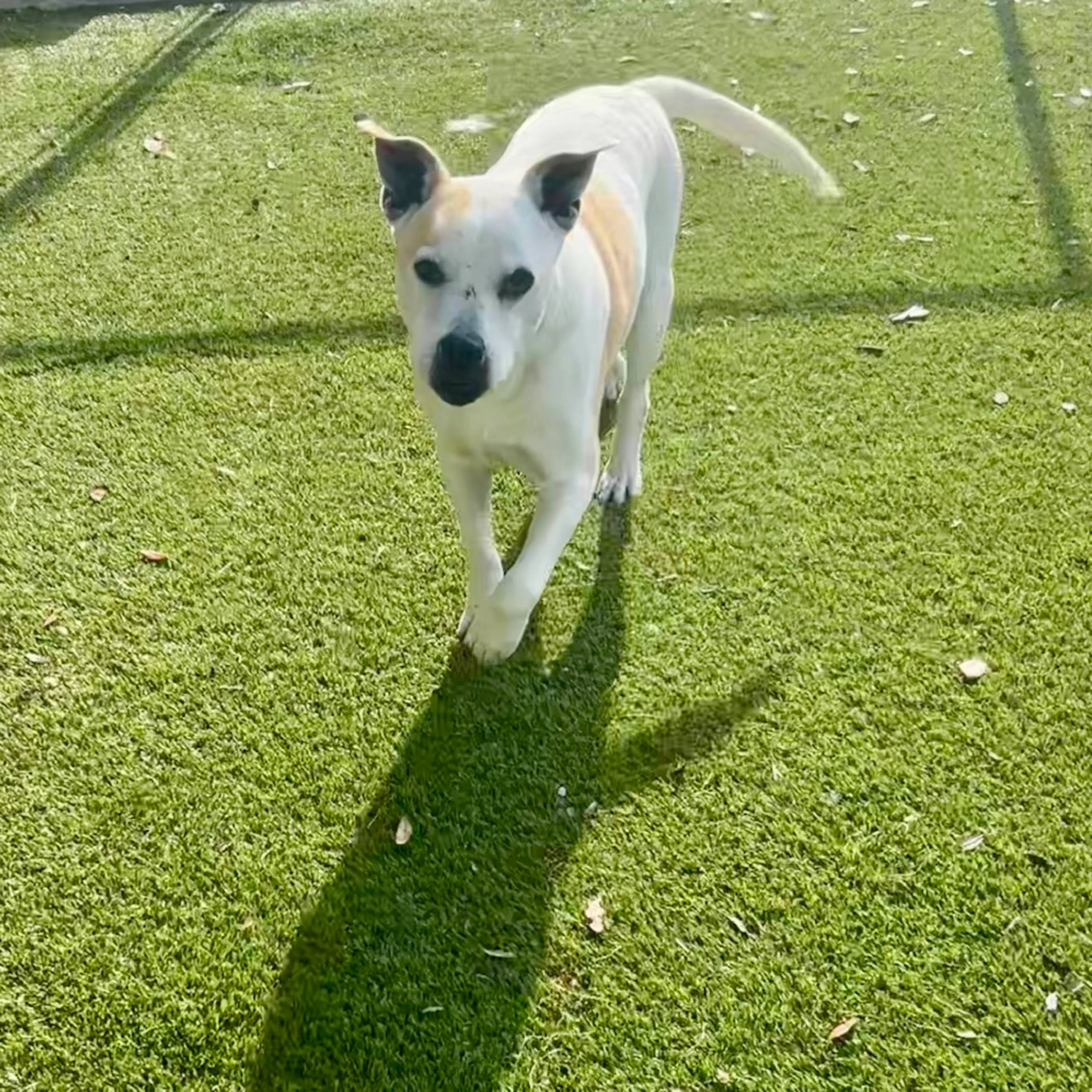 Found pet-6
